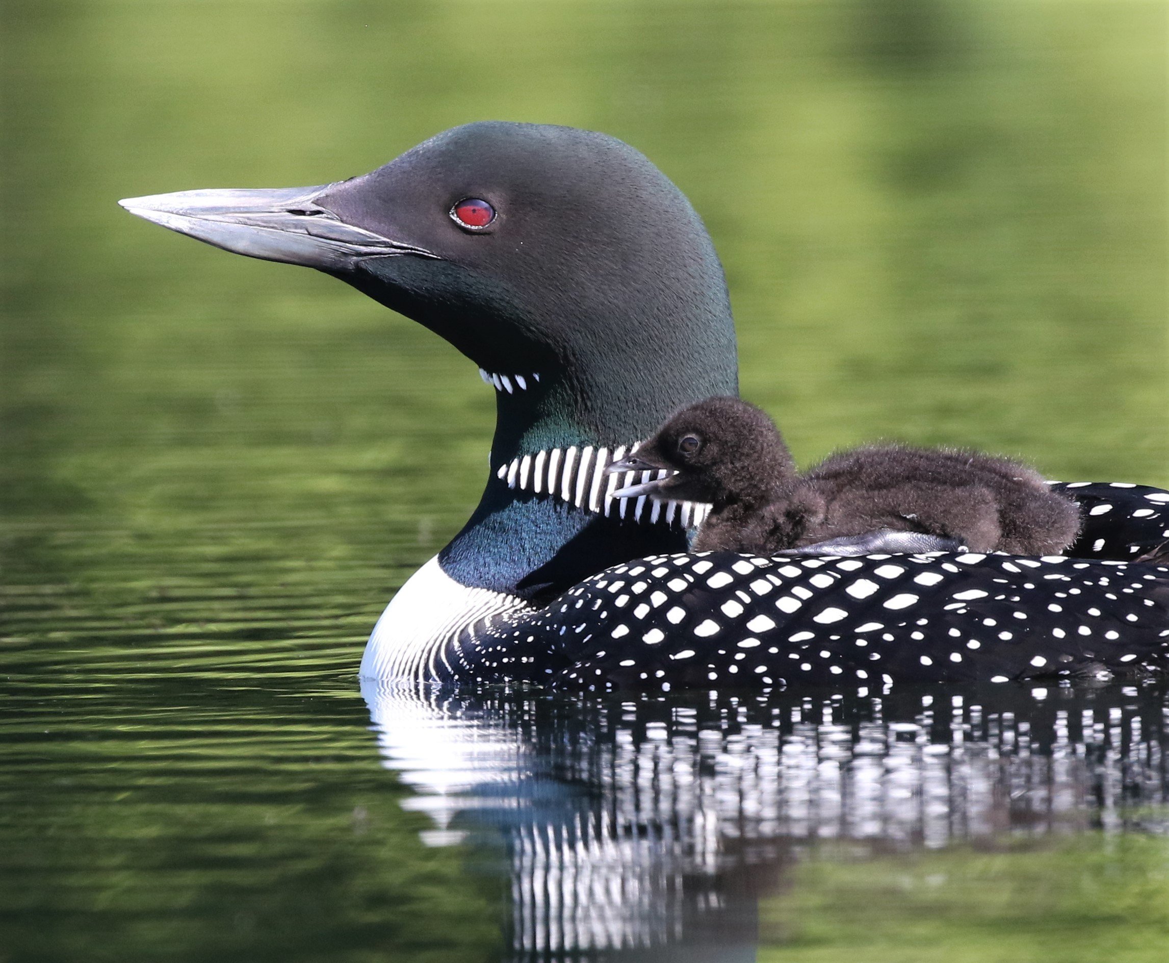 Loon Facts | Protect Loon Habitats Today — Adirondack Center for Loon ...