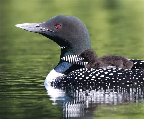 Loon Facts | Protect Loon Habitats Today — Adirondack Center for Loon ...