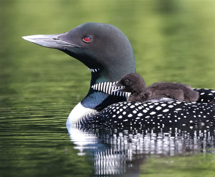 Loon Facts | Protect Loon Habitats Today — Adirondack Center for Loon ...