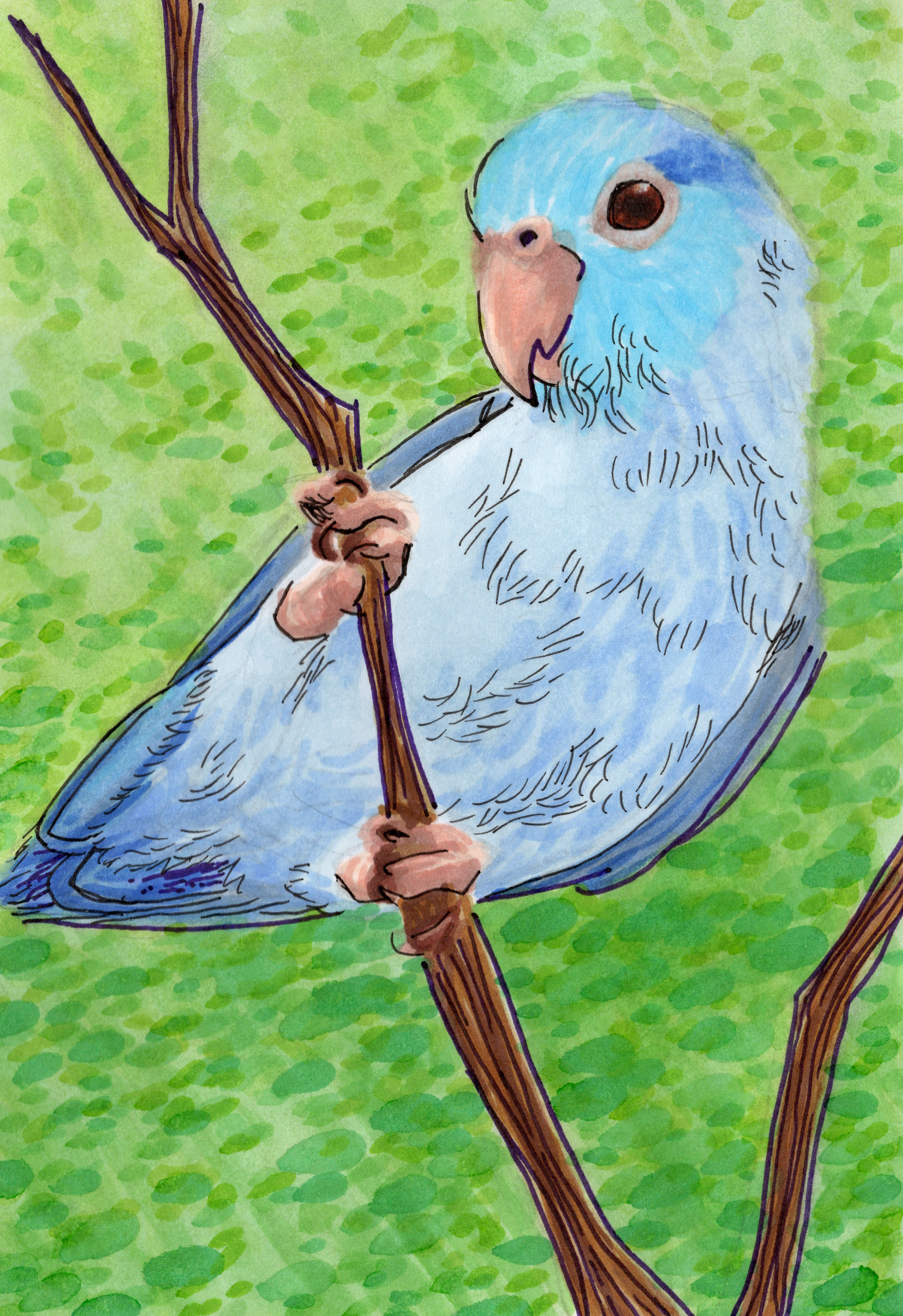 "Blue Pacific Parrotlet" 2023, alcohol ink markers on marker paper
