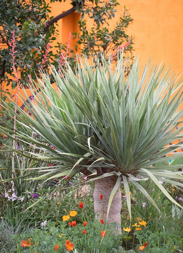 Award-winning garden designer in Hertfordshire, creating bespoke, colour-rich outdoor spaces across the UK.