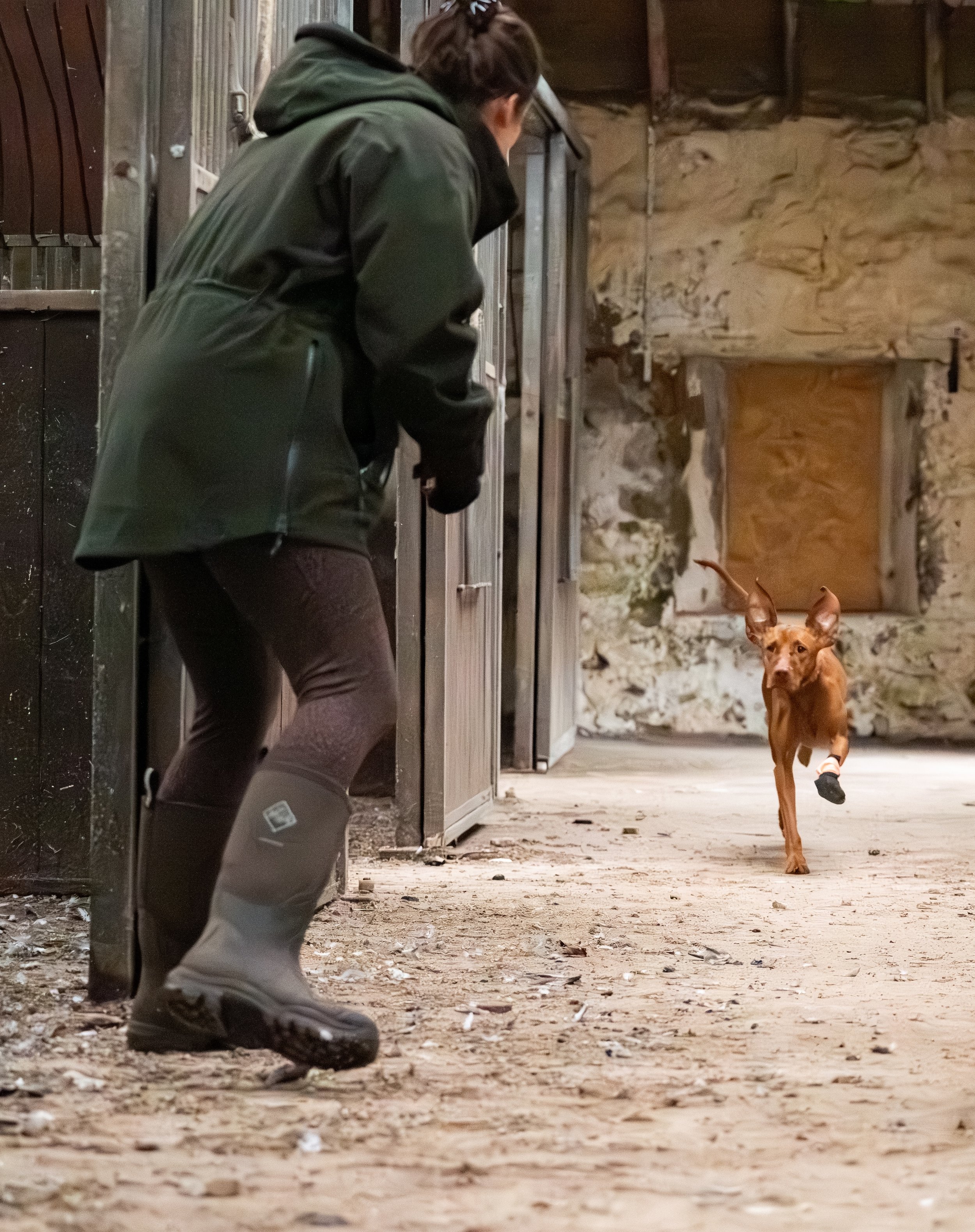 Jeffrey (a vizsla) runs enthusiastically towards Zara to receive his reward having found a hide in a scent work exercise performed in a stable block.