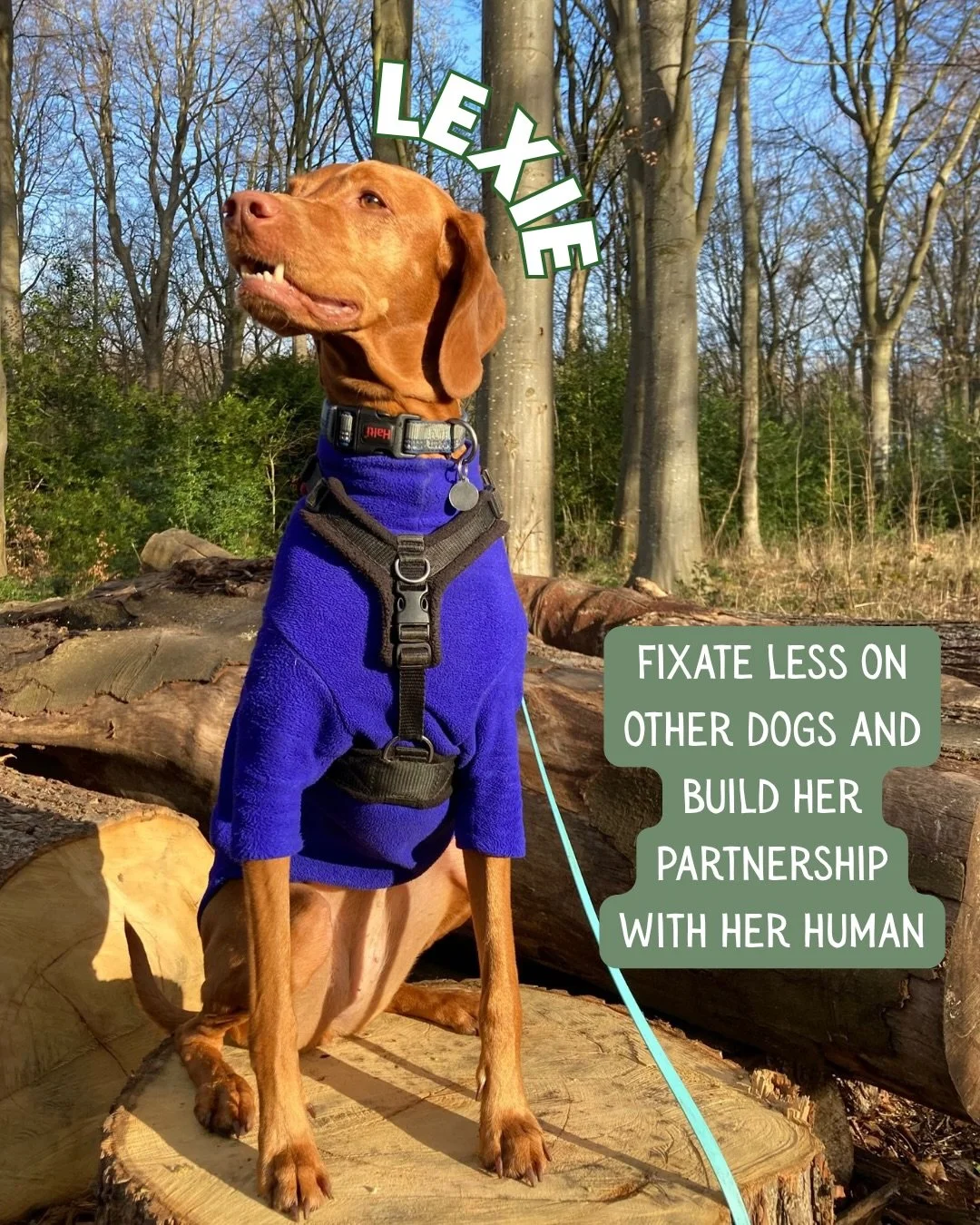 Meet this month&rsquo;s Social Skills Club gang! 🐾

What an amazing bunch of dogs (and humans!). They&rsquo;ve joined the us to work on individual goals in a supportive group environment - with the shared aim of helping their dogs calmly co-exist ar