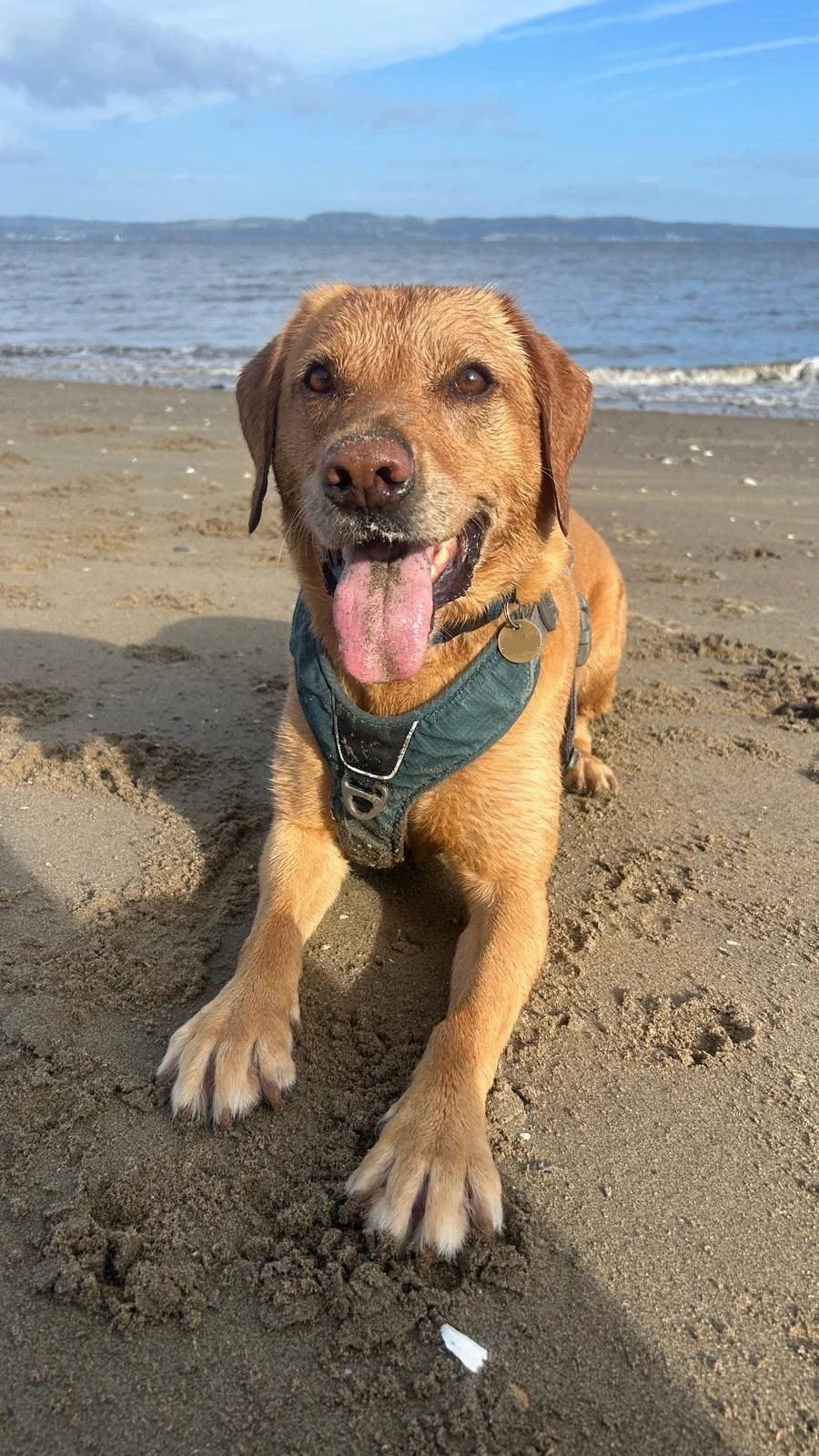 A happy labrador with a pink tongue hanging out, sitting on a sandy beach near the ocean. The dog is wearing a teal harness and is looking at the camera with a joyful expression. The ocean and sky are visible in the background.