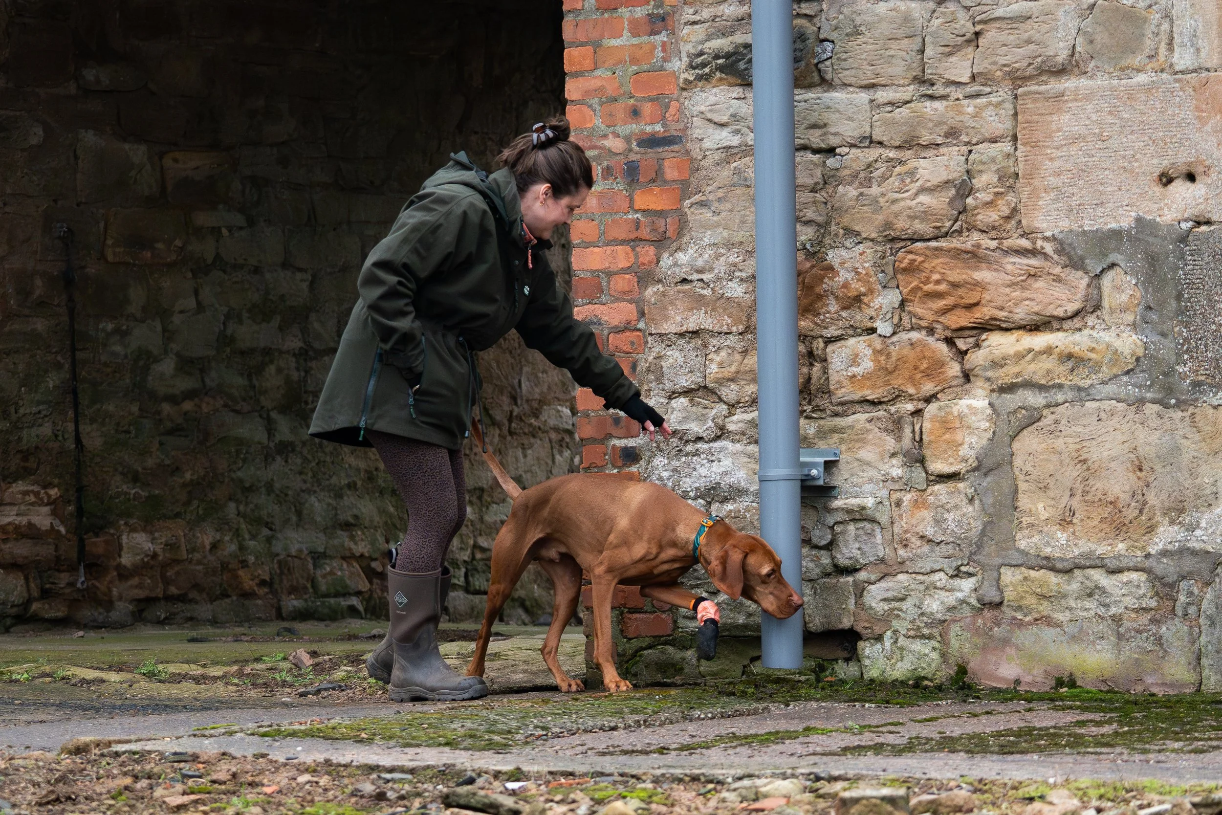 Zara wears a green jacket and is directing her vizsla, Jeffrey, to search the brick and stone wall and drain pipe in front of them.