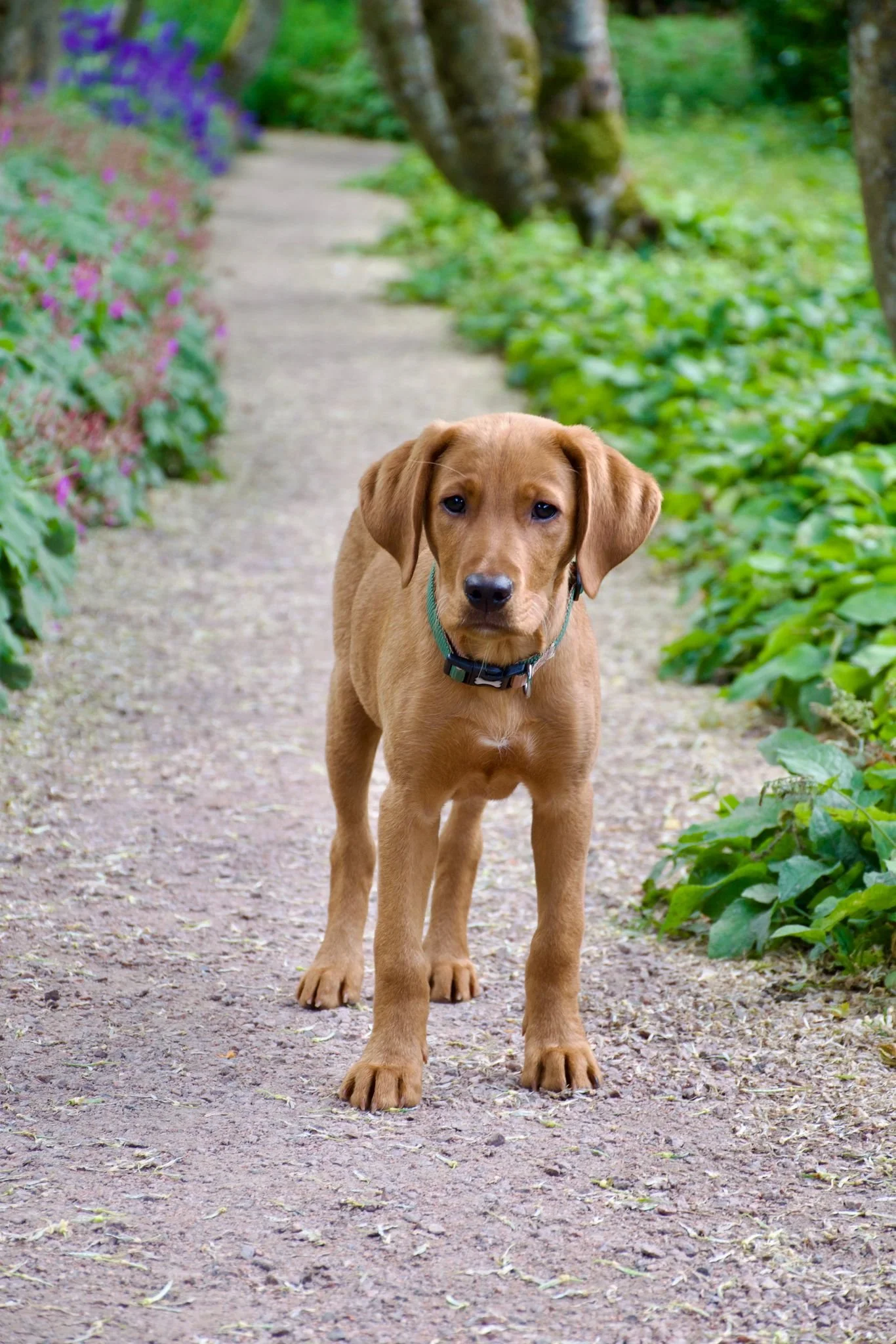 A young fox-red lab labrador retriever puppy standing on a dirt path in a green garden, looking directly at the camera.