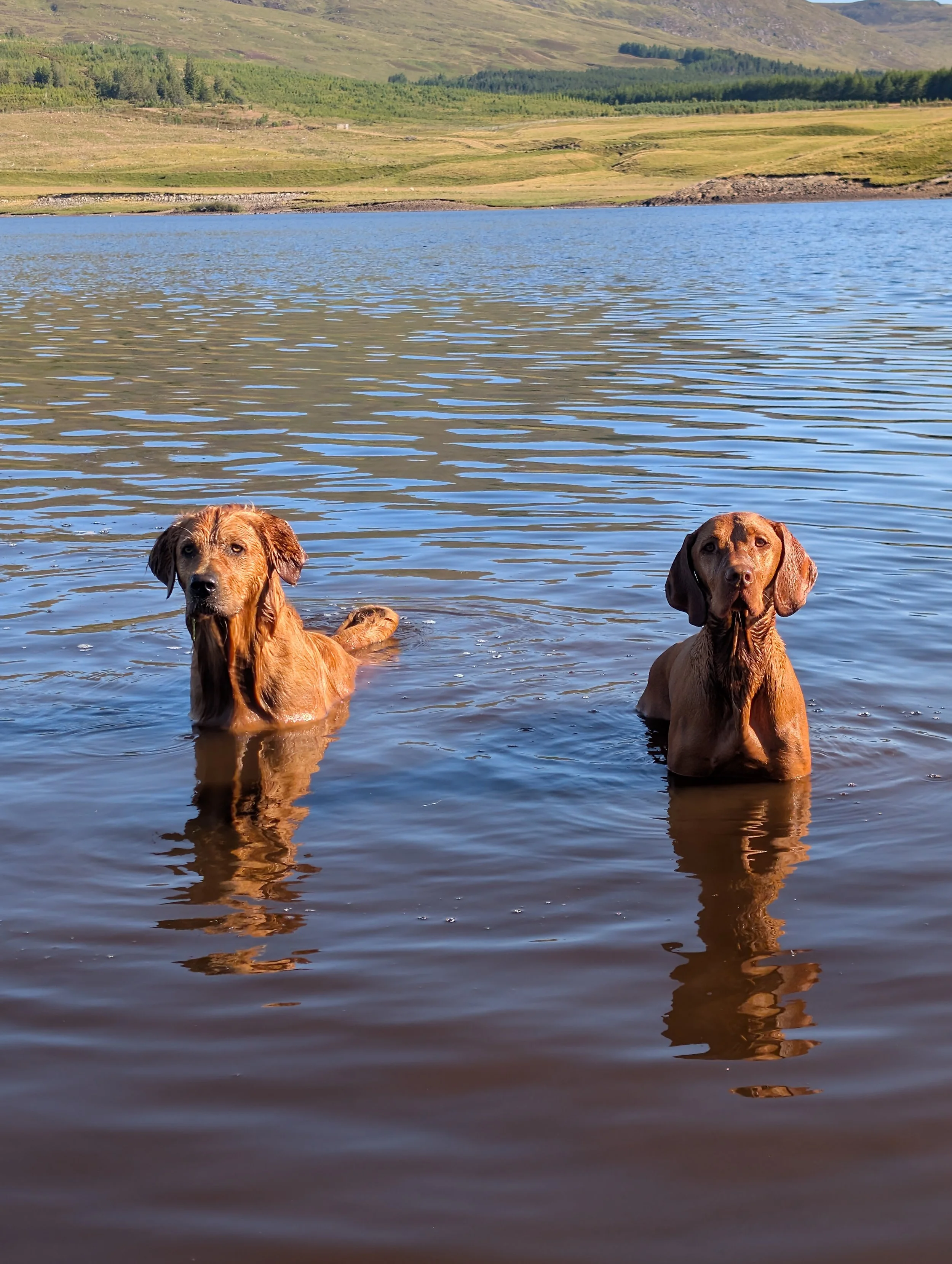 A vizsla and a golden retriever stand in a Scottish loch with mountains and green hills in the background.