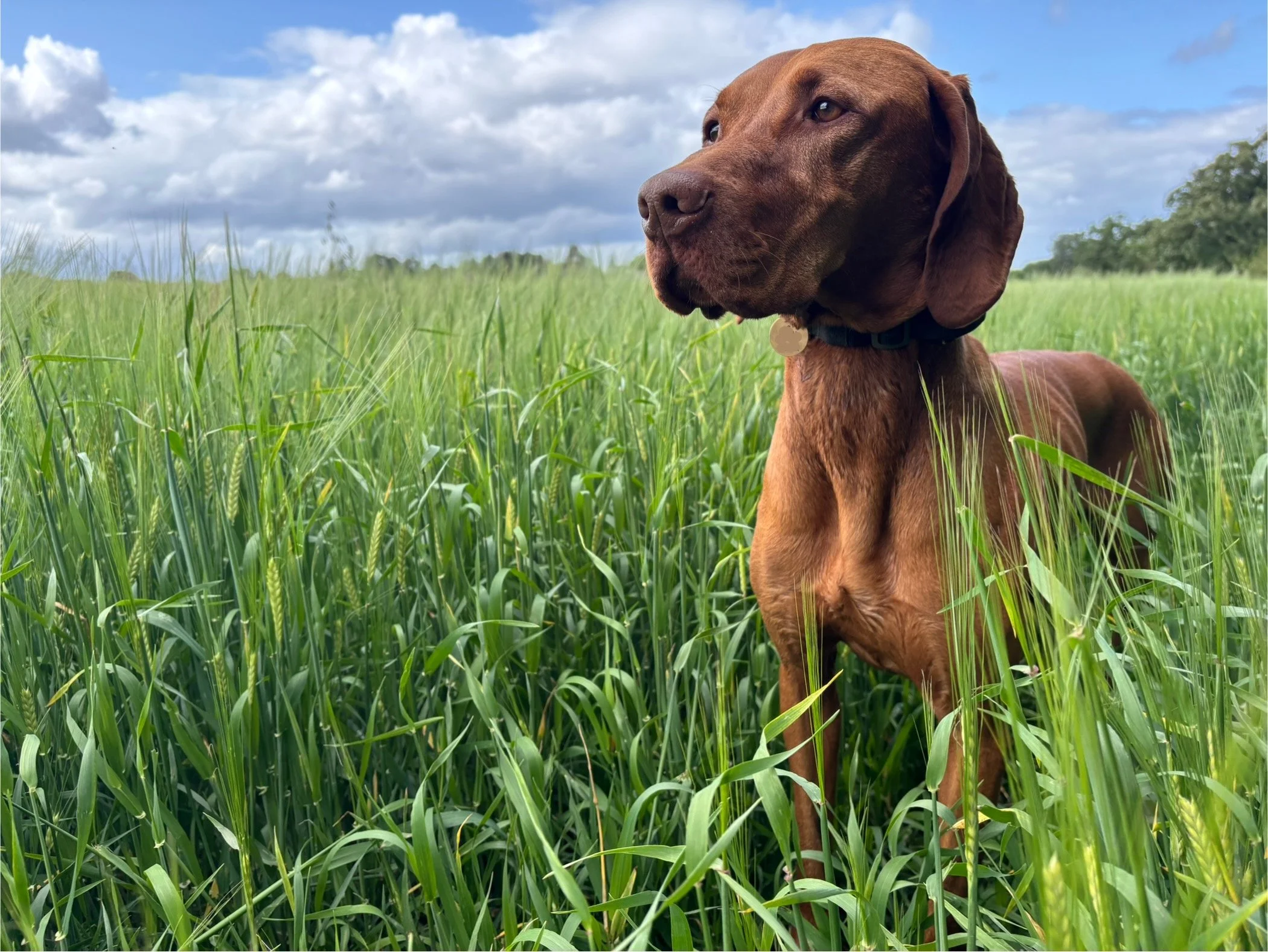 A vizsla standing in a green field of tall grass under a partly cloudy sky.