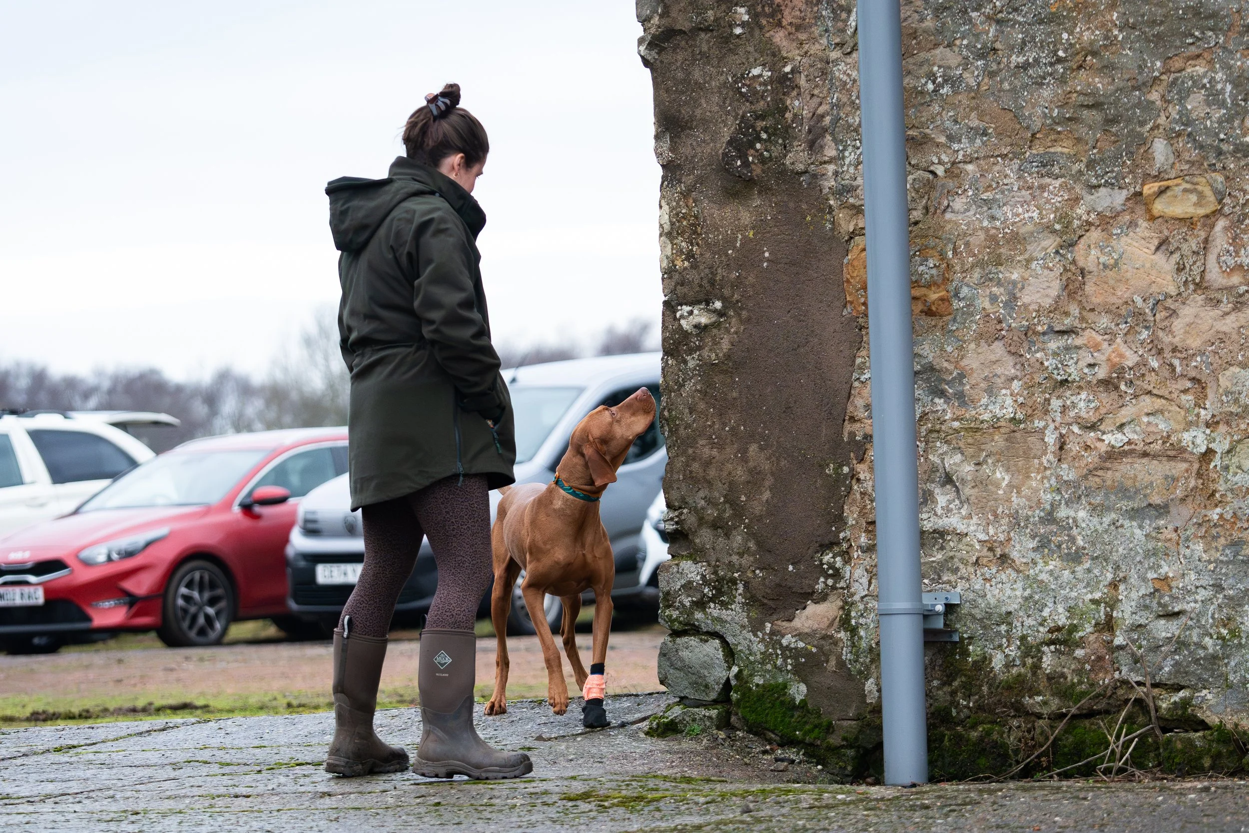 A woman with a dog in a parking lot, standing near a stone wall and looking down at the dog. The woman is wearing a dark jacket and patterned leggings, while the dog is a large breed with a brown coat, a blue collar, and one paw wrapped in a bandage. Several cars are parked in the background.