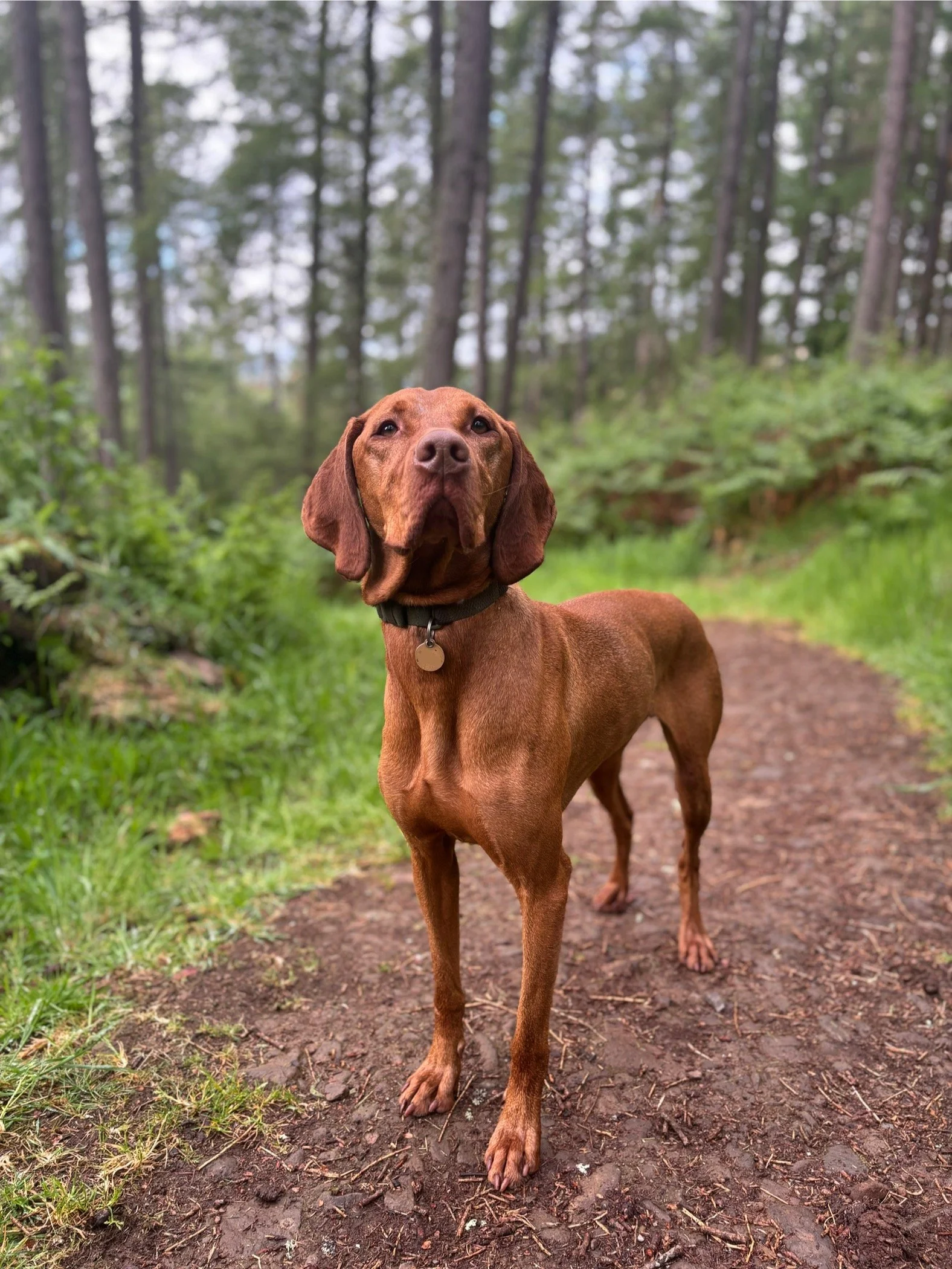A Hungarian Vizsla stands proudly on a forest trail in the Scottish Borders.