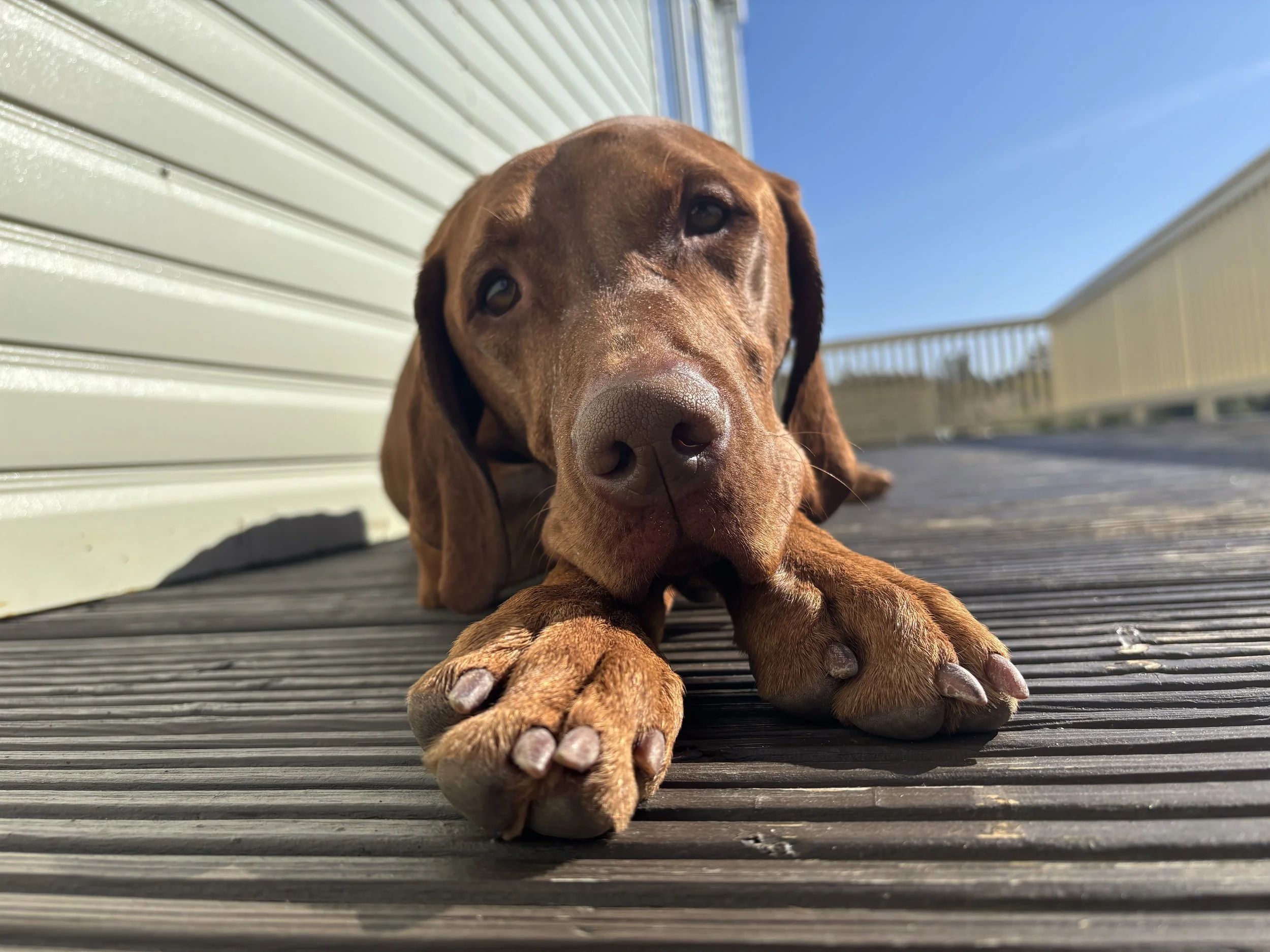 Hungarian vizsla lying on a wooden deck, resting its head and paws on the ground with a blue sky background.