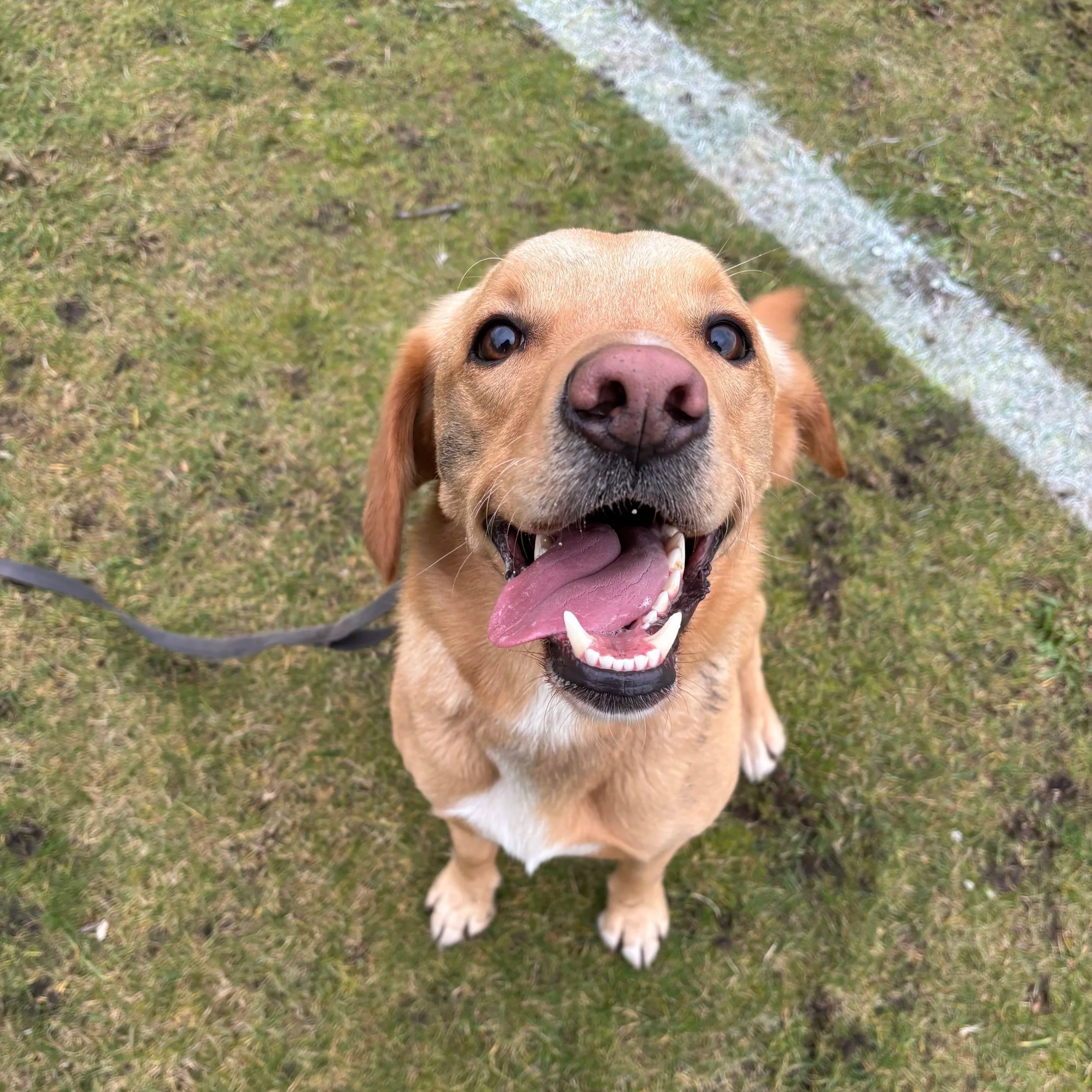 A happy labrador with its tongue out, sitting on grass, looking up at the camera.