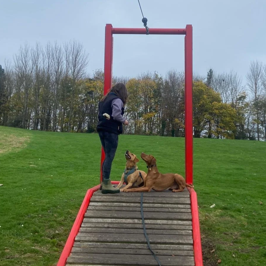 Zara stands with two dogs lying down beside her - they are both laser focused on her.