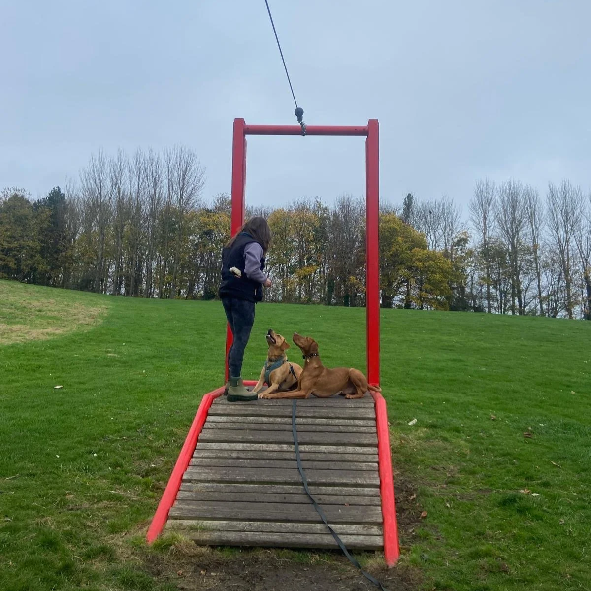 Zara stands with two dogs lying down beside her - they are both laser focused on her.