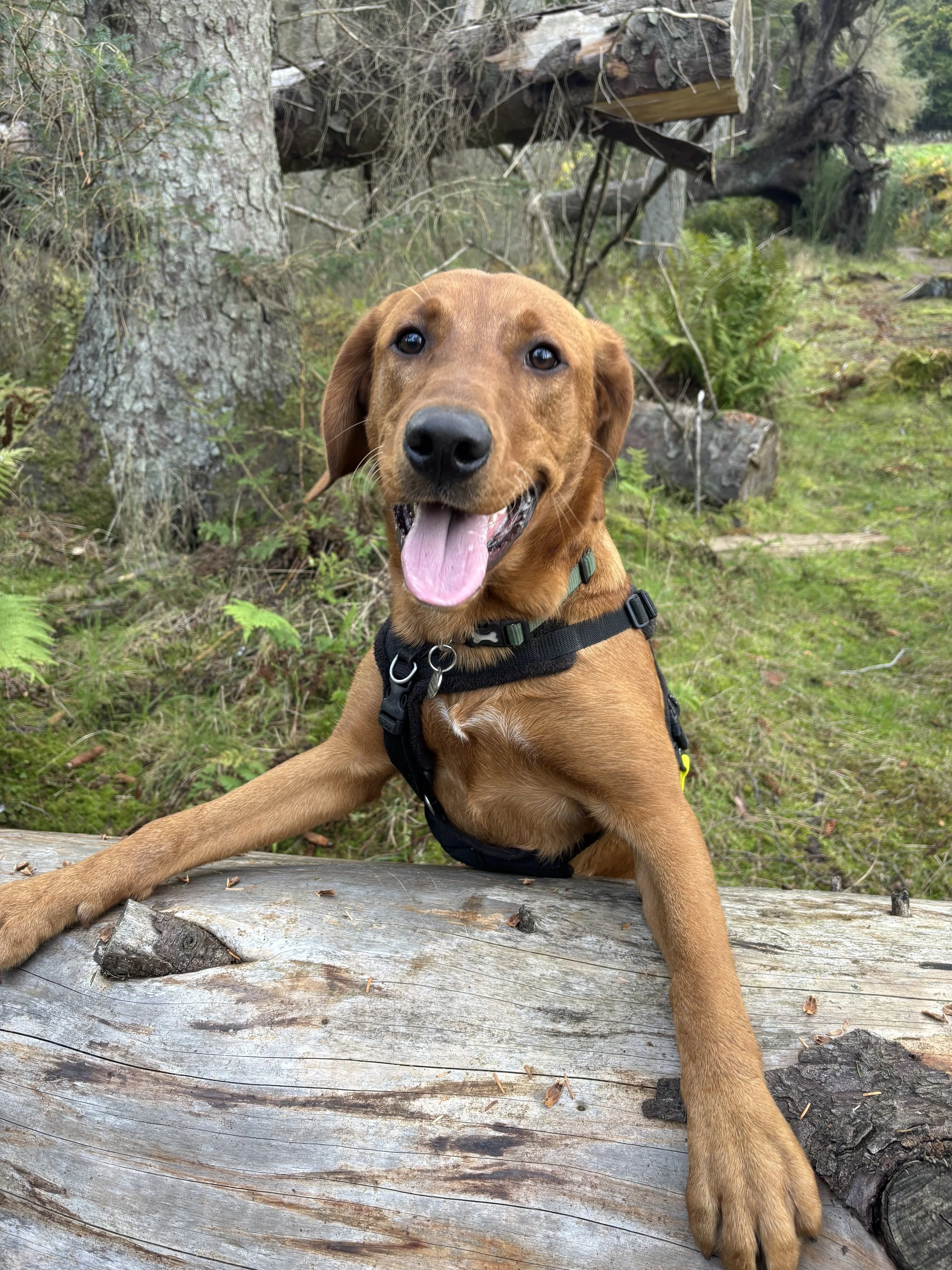 A happy labrador builds confidence by putting it's paws up on a fallen tree trunk in a forested area, smiling with his tongue out.