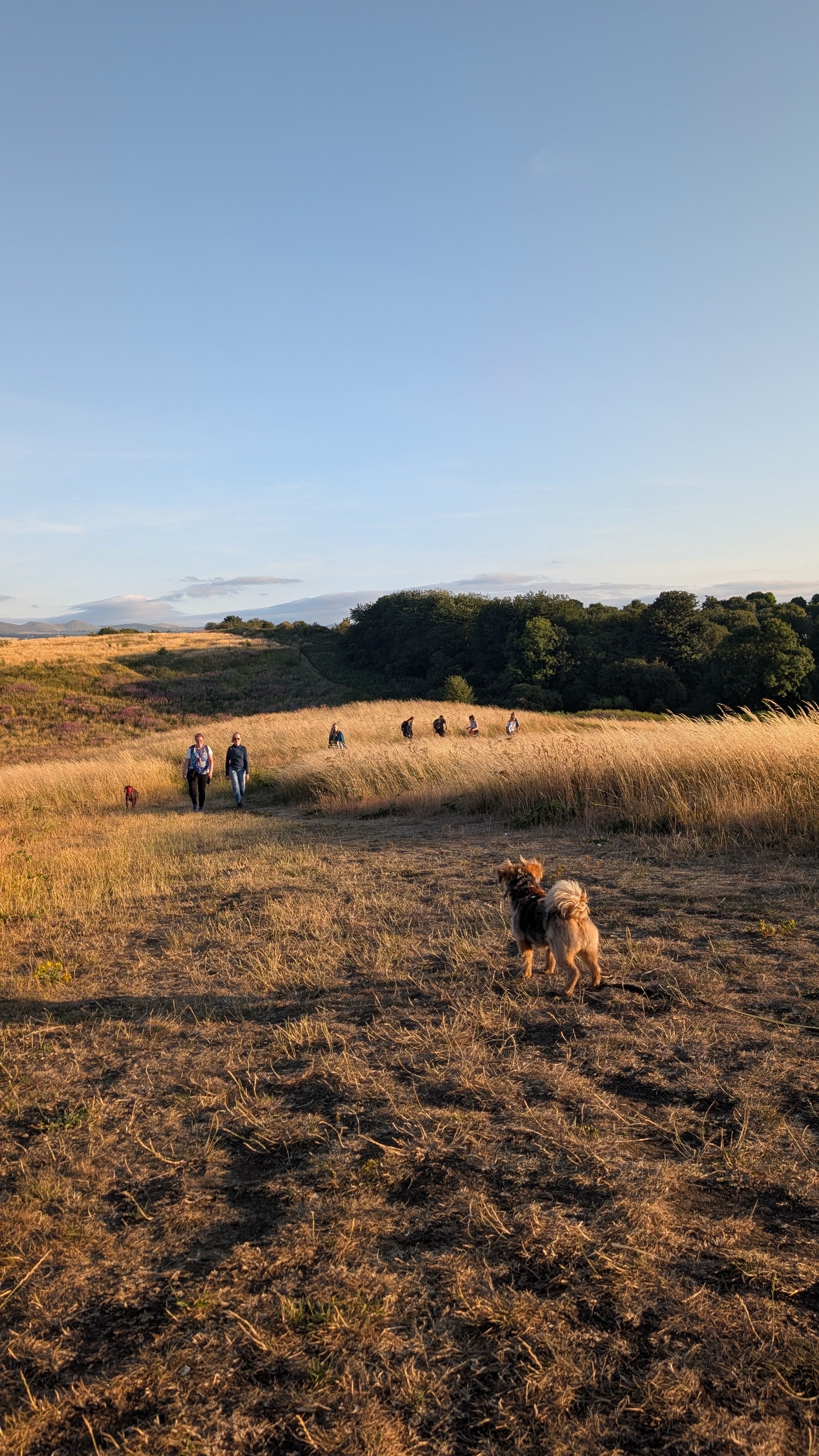 A group of people walking with dogs through a grassy field during sunset, with trees and hills in the background.