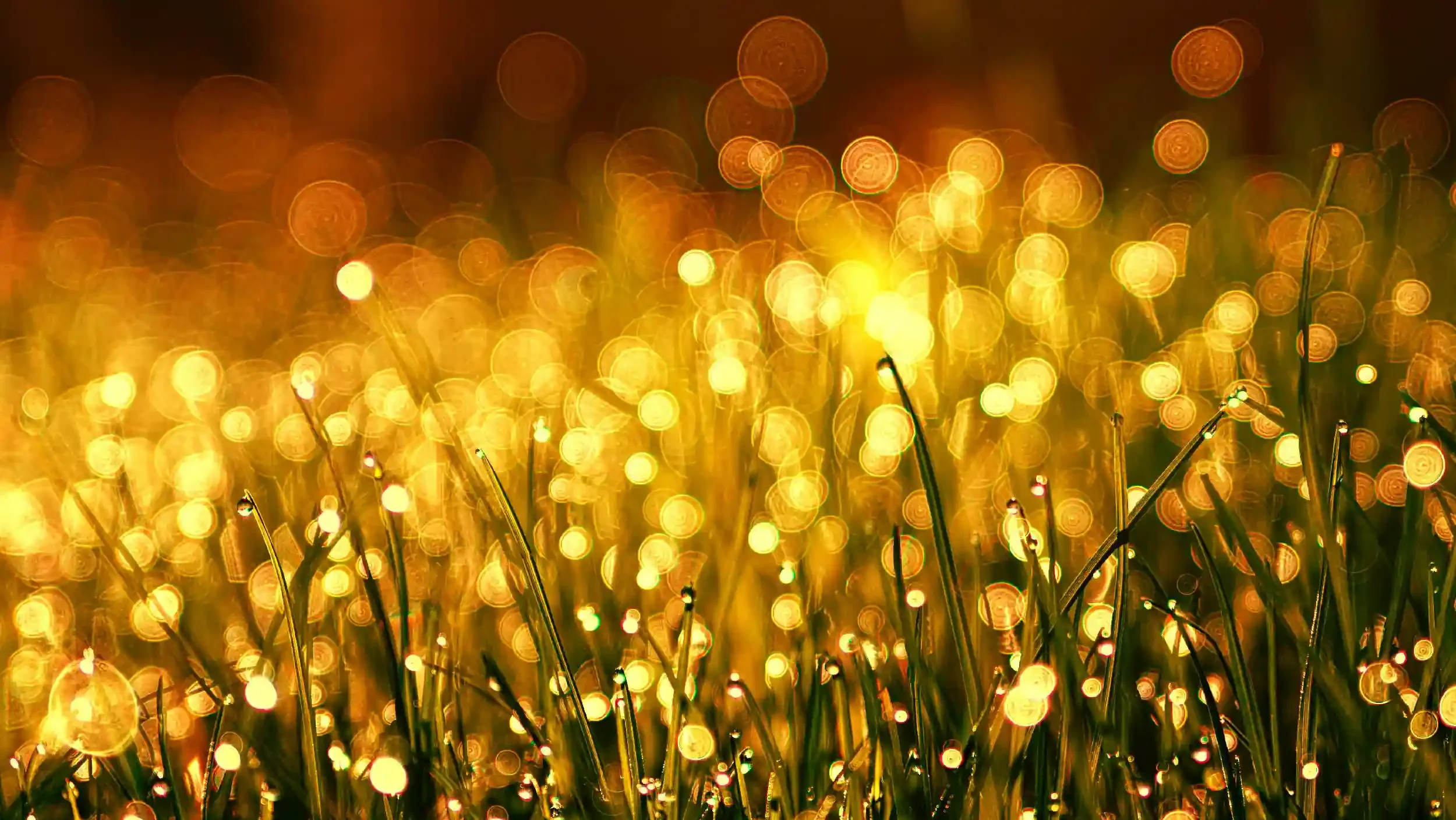 Close-up of dew-covered grass blades glowing with golden light, creating a bokeh effect in the background.
