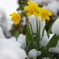 daffodils snow.jpg