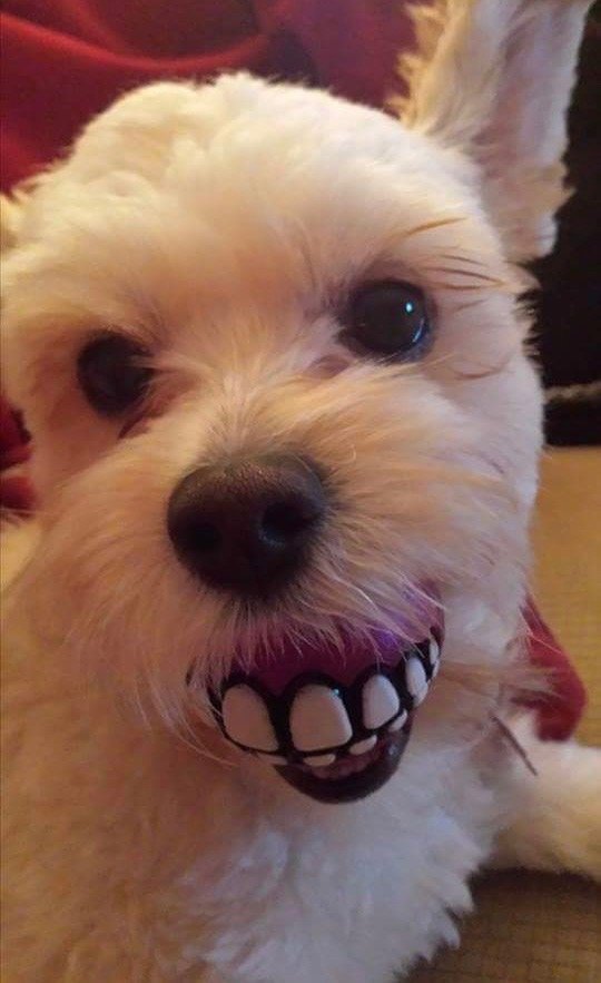 February is for Dental Health