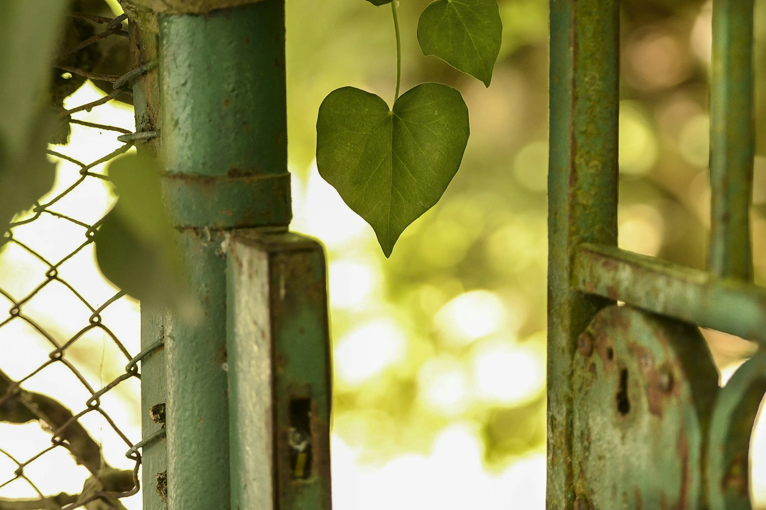 Close-up of a green heart-shaped leaf growing between a rusty, weathered green metal gate and a chain-link fence.