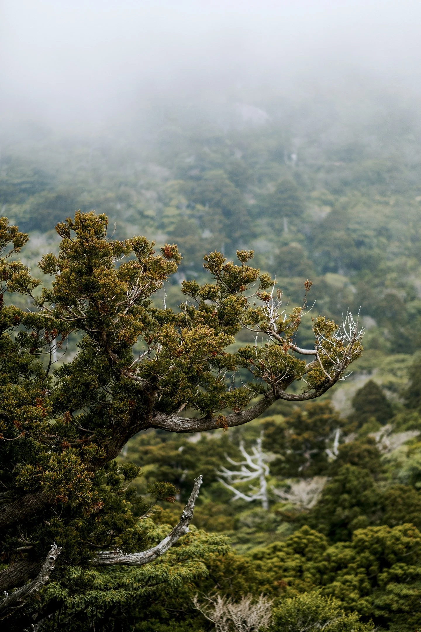 Japan_Travel_2019-24.jpg