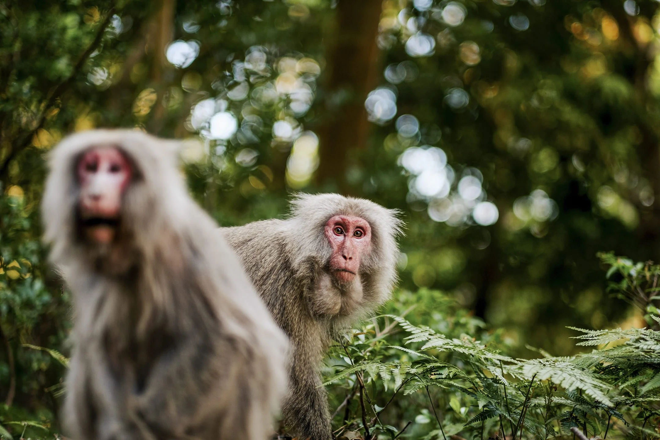 Japan_Travel_2019-7.jpg