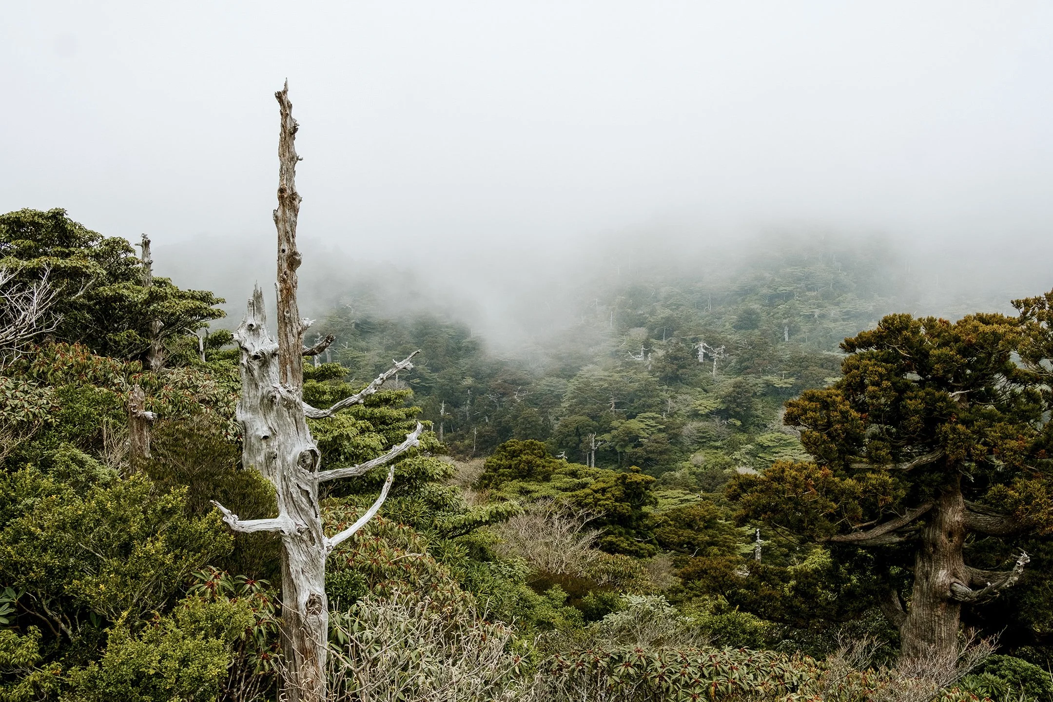 Japan_Travel_2019-23.jpg