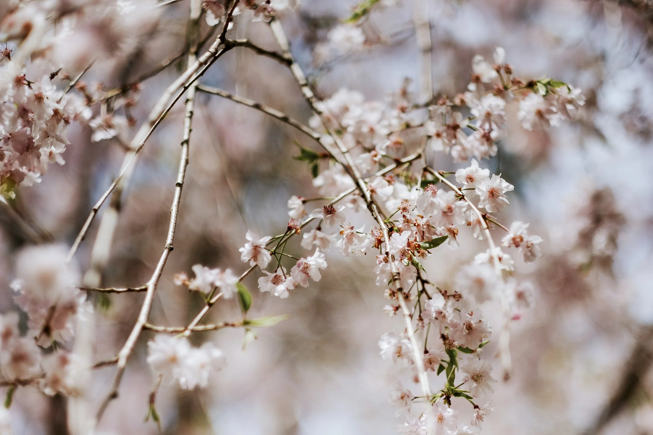Japan_Travel_2019-56.jpg
