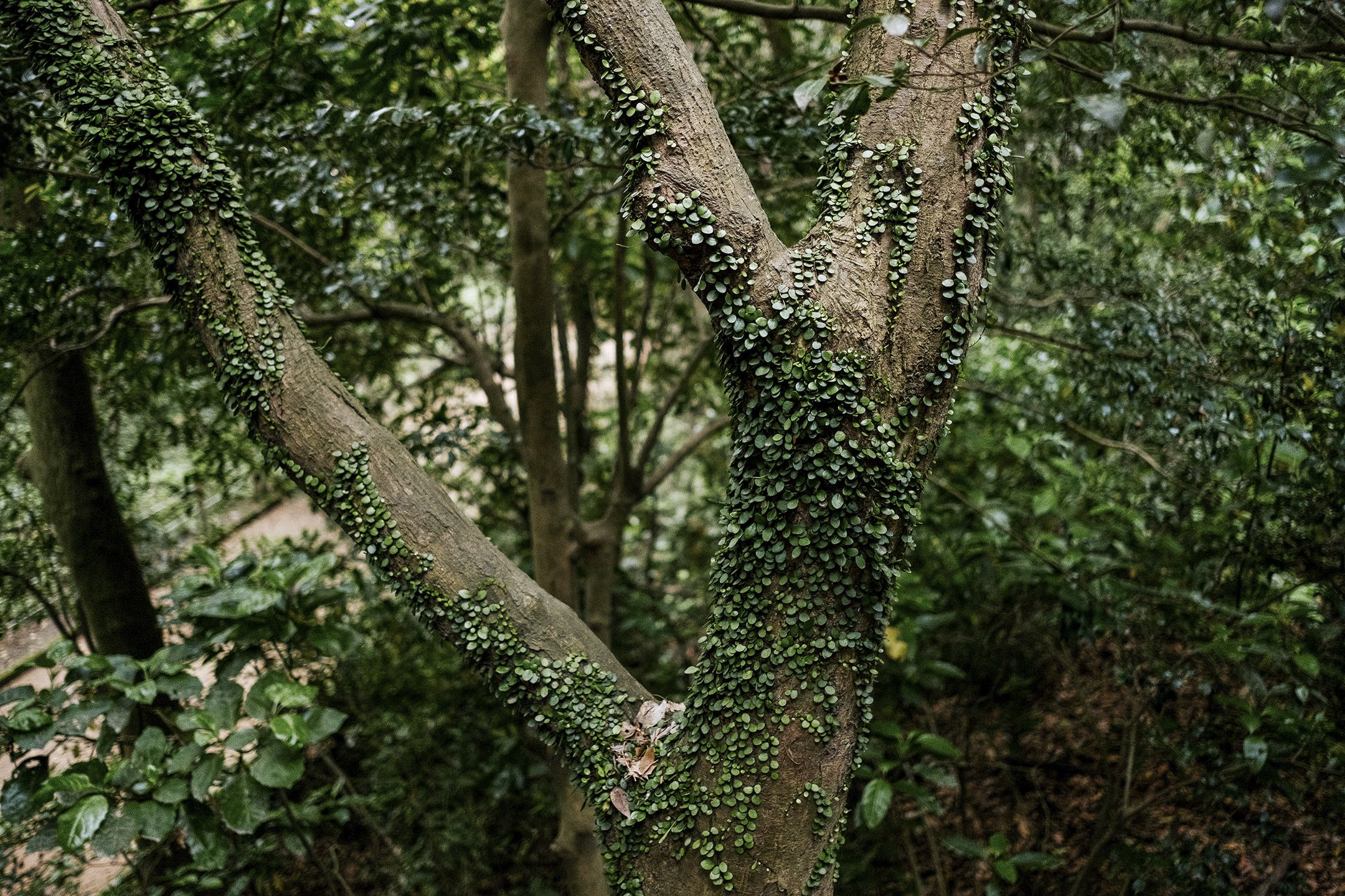 Japan_Travel_2019-2.jpg