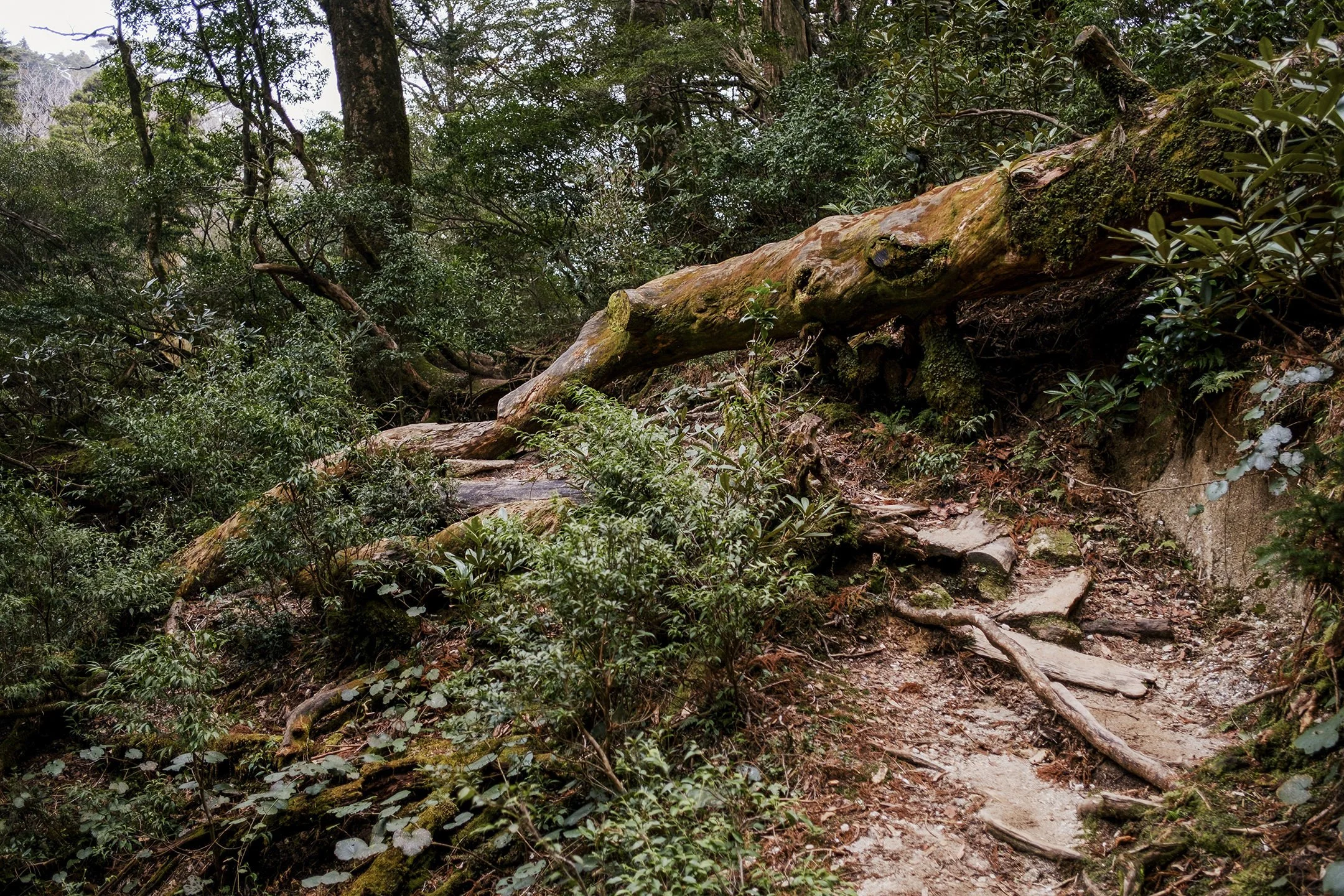 Japan_Travel_2019-15.jpg