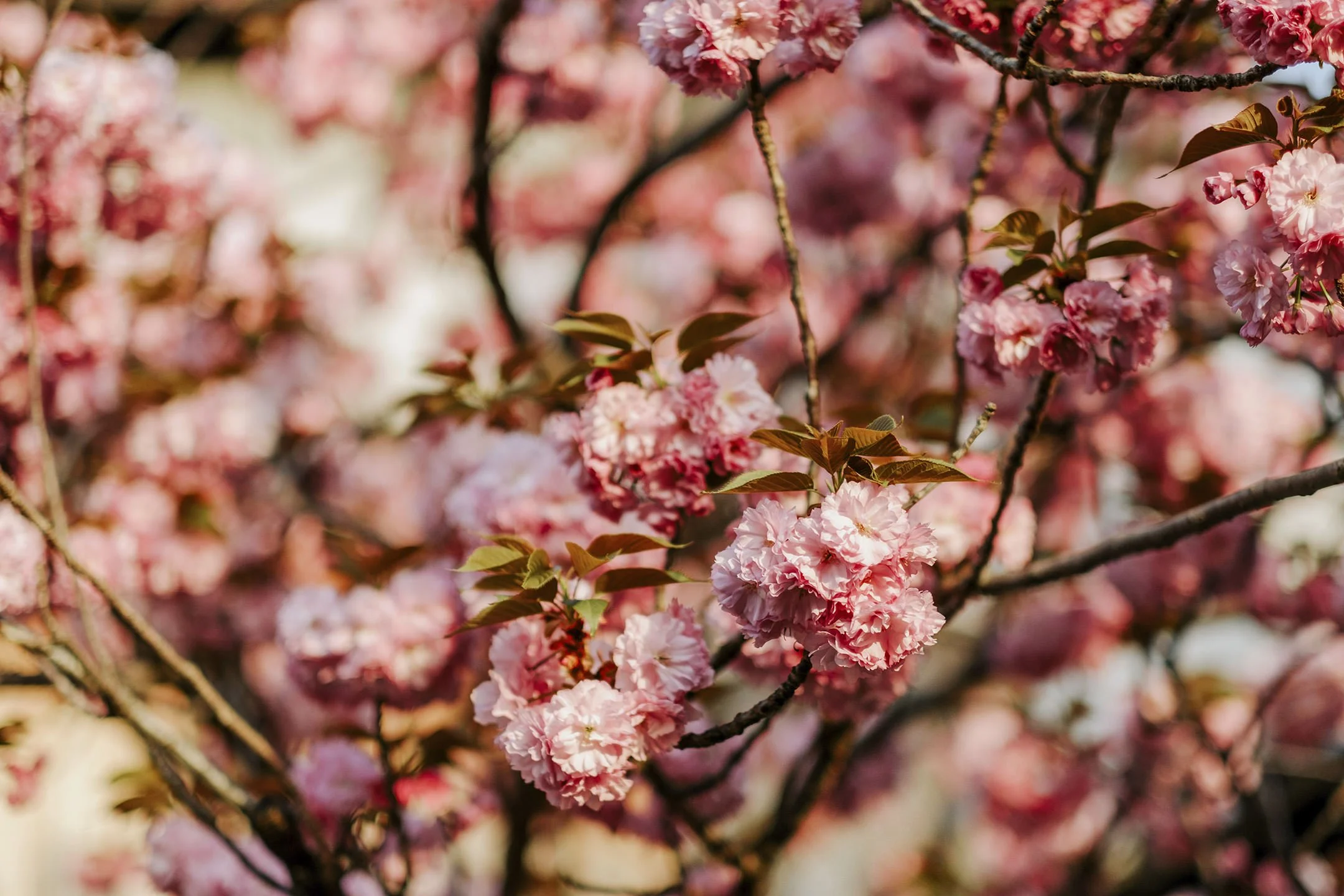 Japan_Travel_2019-60.jpg