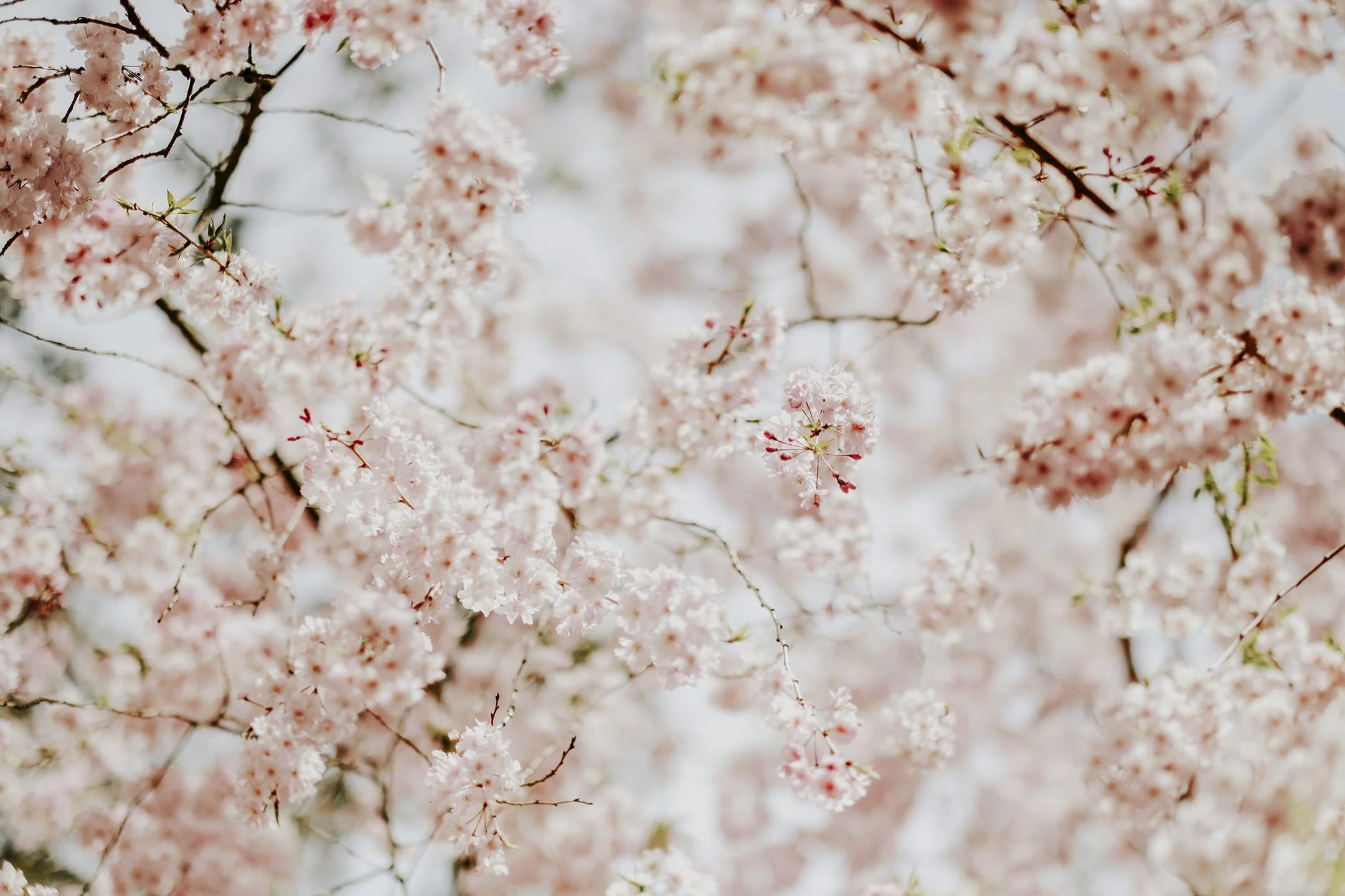 Japan_Travel_2019-57.jpg