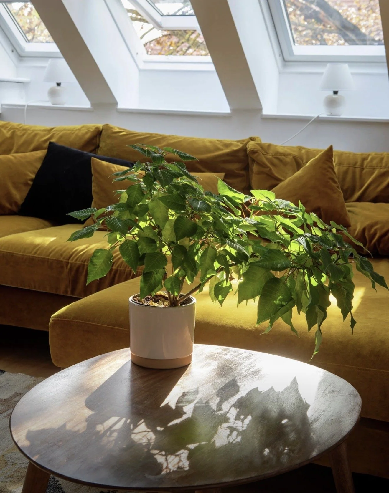 Una planta en una maceta blanca sobre una mesa de madera en una sala con un sillón amarillo y ventanas en el techo que dejan pasar la luz del sol.