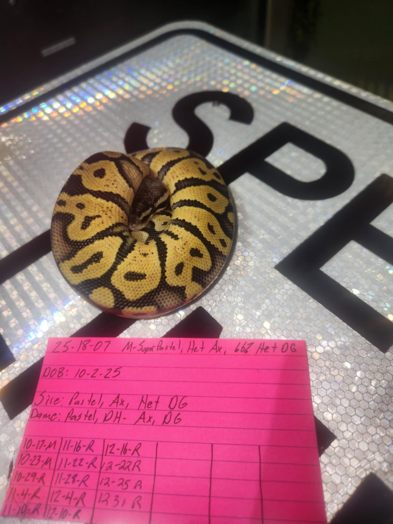 Male Super Pastel, Het Ax,