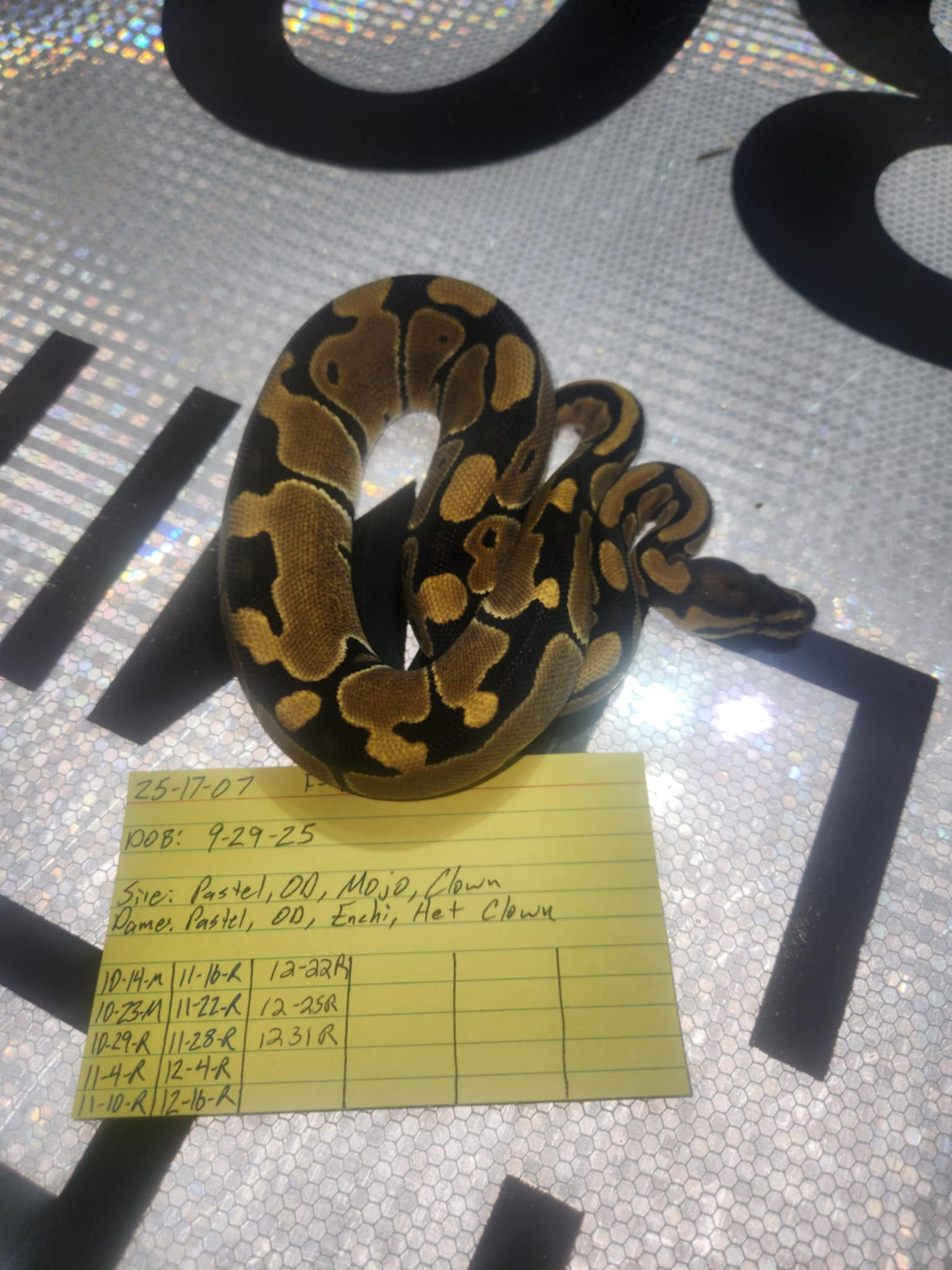 Female Het Clown