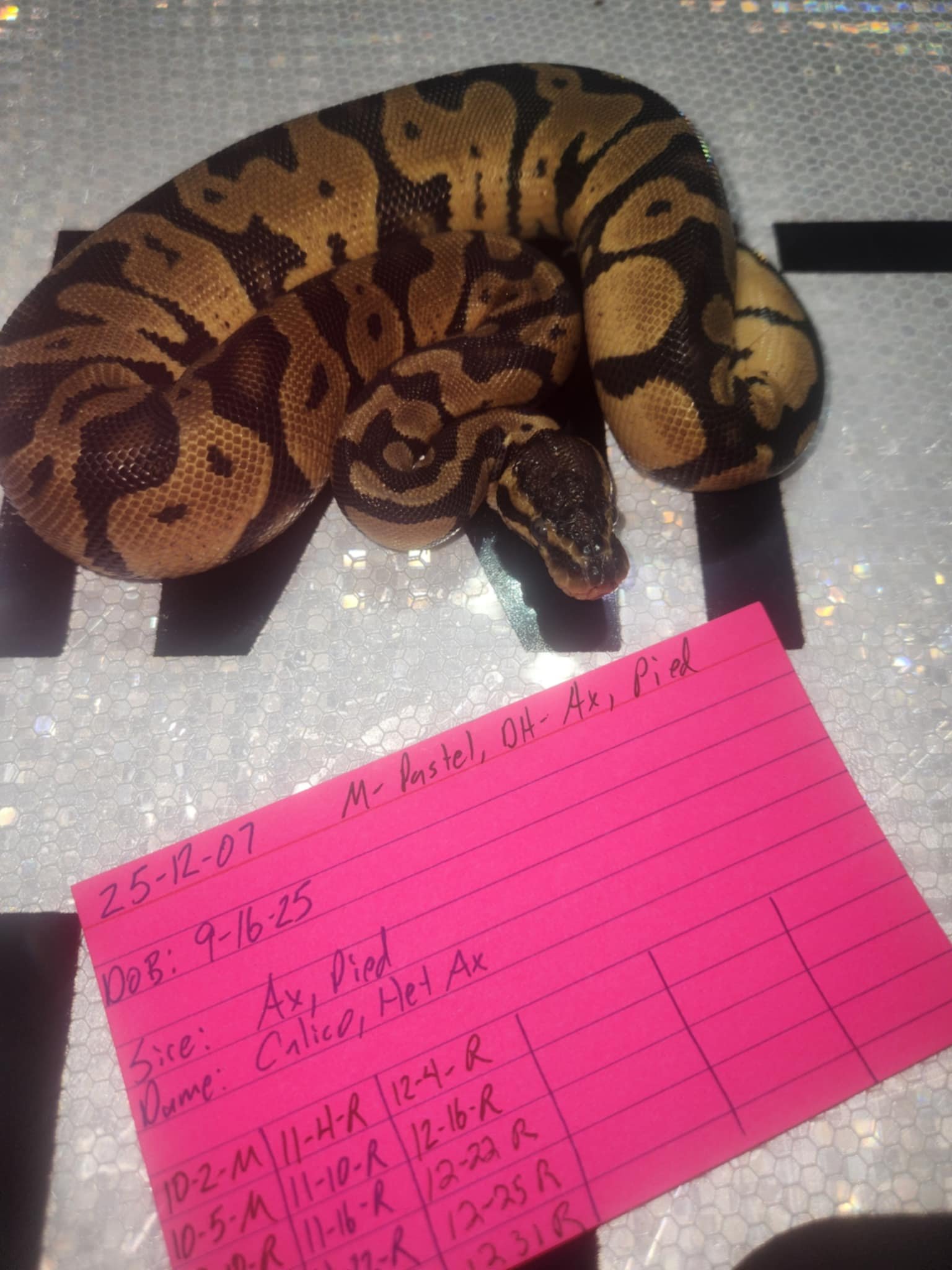 Male Pastel, DH-AX, Pied