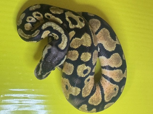 Male Pastel Het Pied