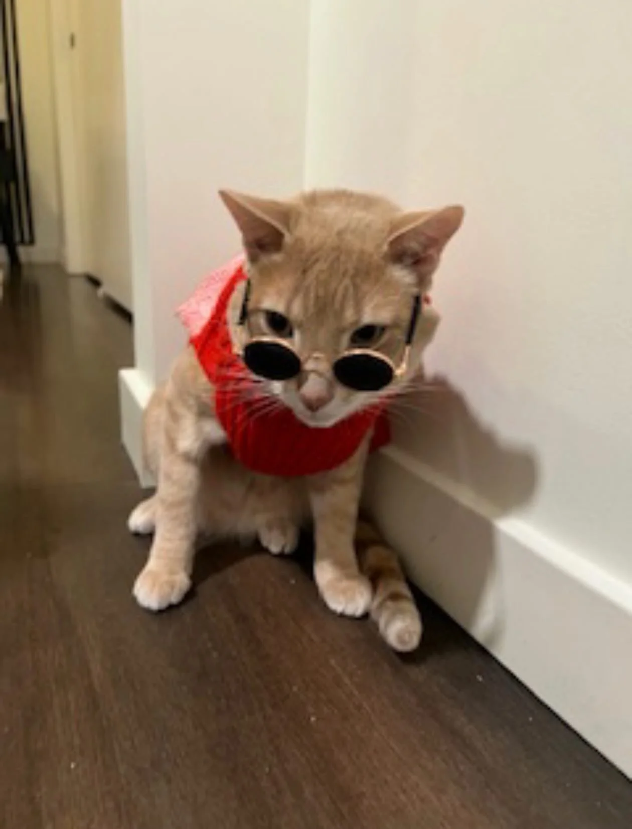 Congratulations to Benji for winning pet of the month for March!! We love celebrating all of our furry residents. 🐱🤍

Three facts about Benji:

He is a very sweet boy
He loves to run around and play
He has lived in four states - CO, KS, OH and OR

