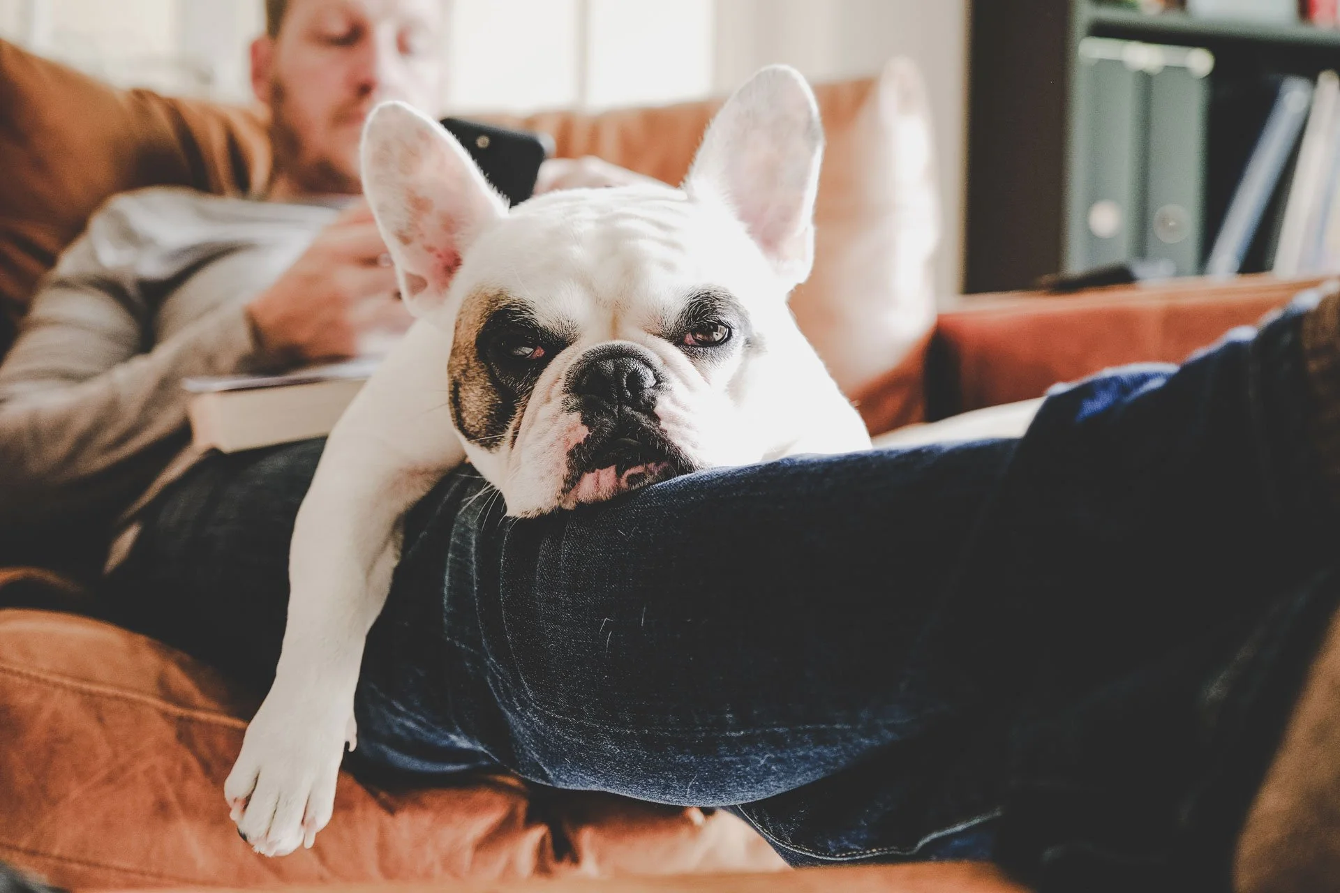 A French Bulldog lying on a person's lap while a man in the background is using a smartphone on a couch.