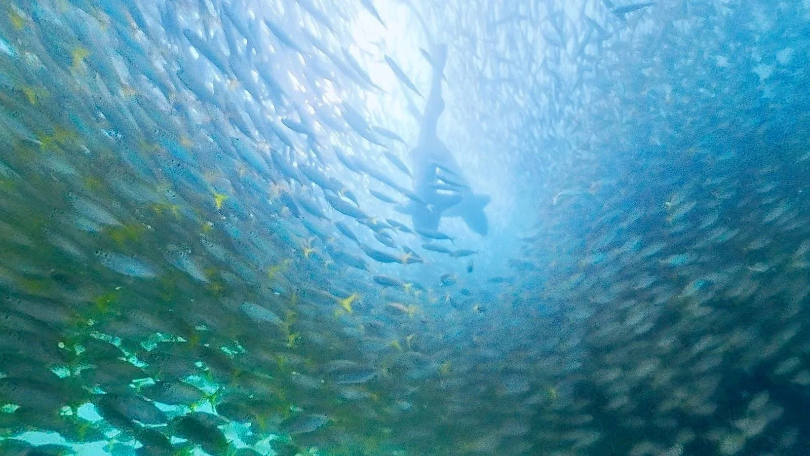 Swarm of small fish swimming underwater, with two sharks swimming between the shoal. The sun's reflection is in the background.