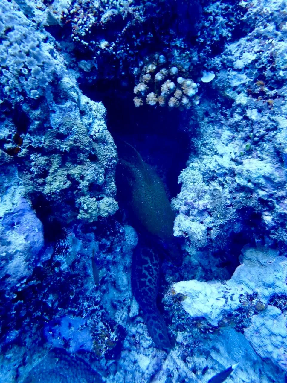 Underwater scene featuring a large fish, coral, and marine life in blue water.