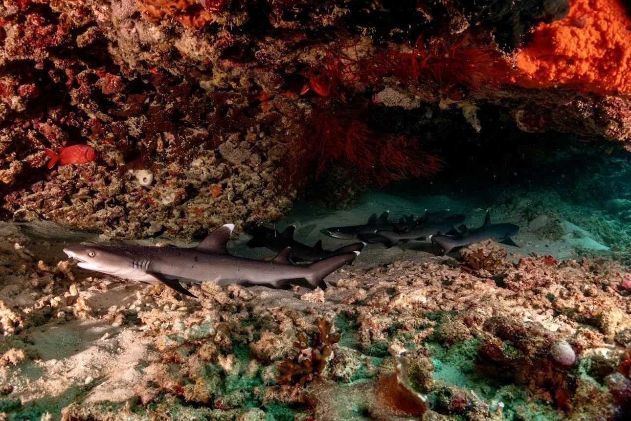 Stuff that No-One Tells You About Diving