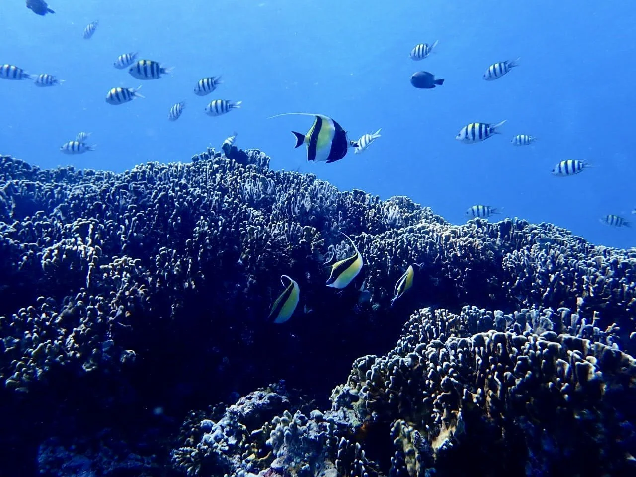 Technically Within Standards:       The Batfish Experience