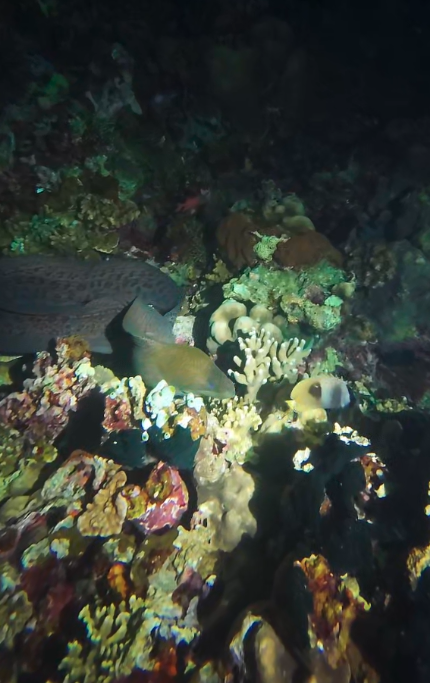“The Reef’s Grumpy Neighbour”