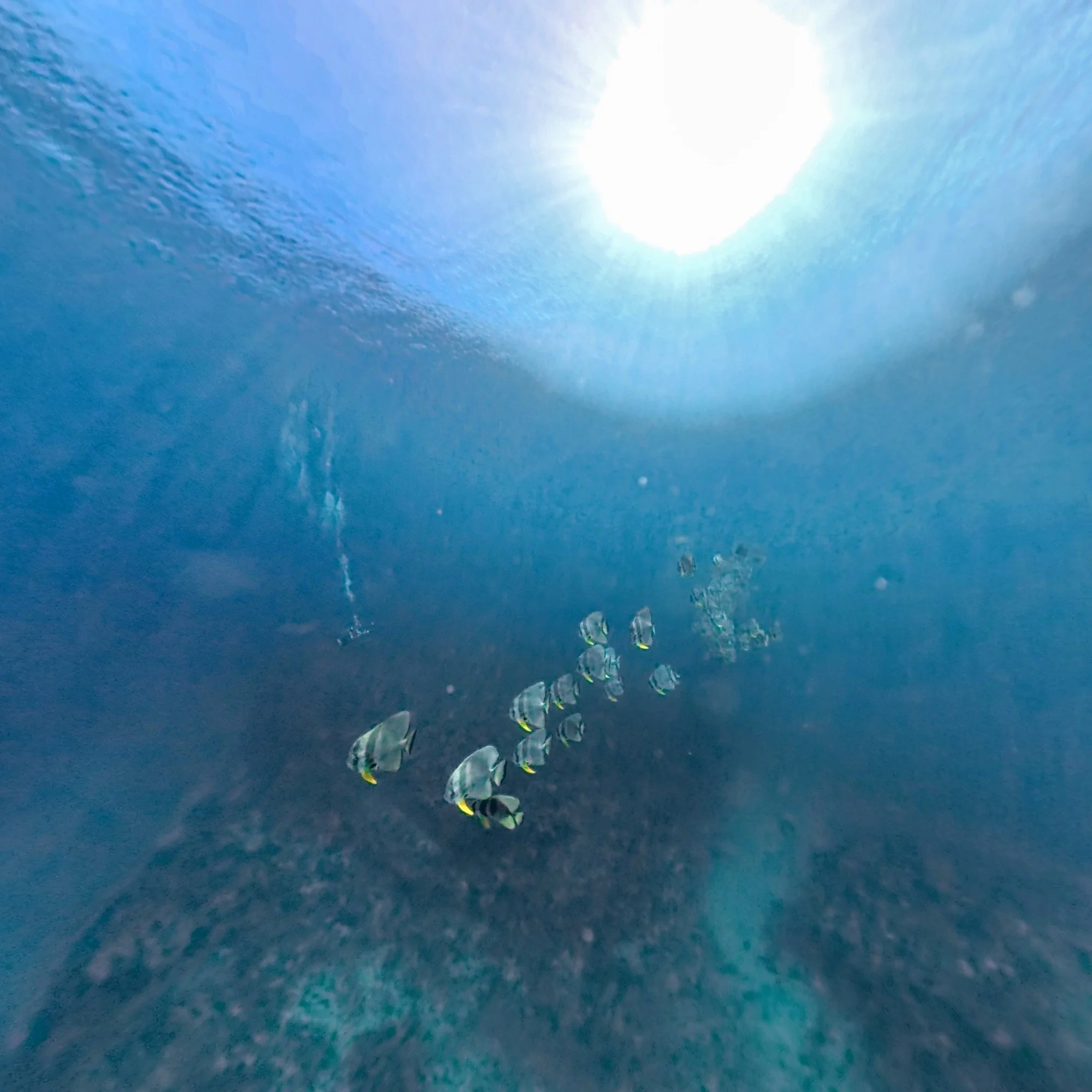 Field Notes: An Attempt at Underwater Dancing
