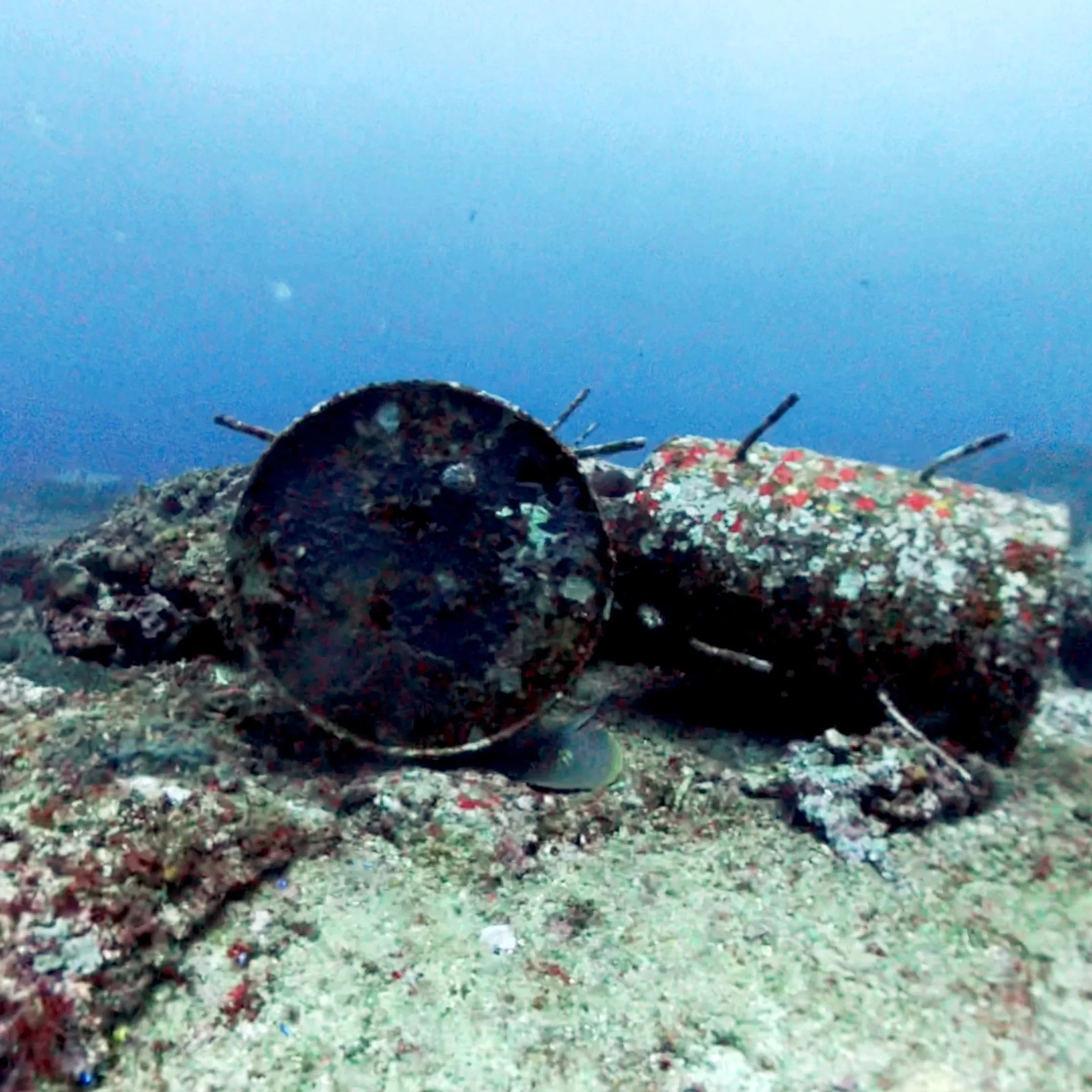 Underwater scene with a camouflaged Blue-Spotted Ribbon-Tail ray resting on the ocean floor, in front of a blue background.
