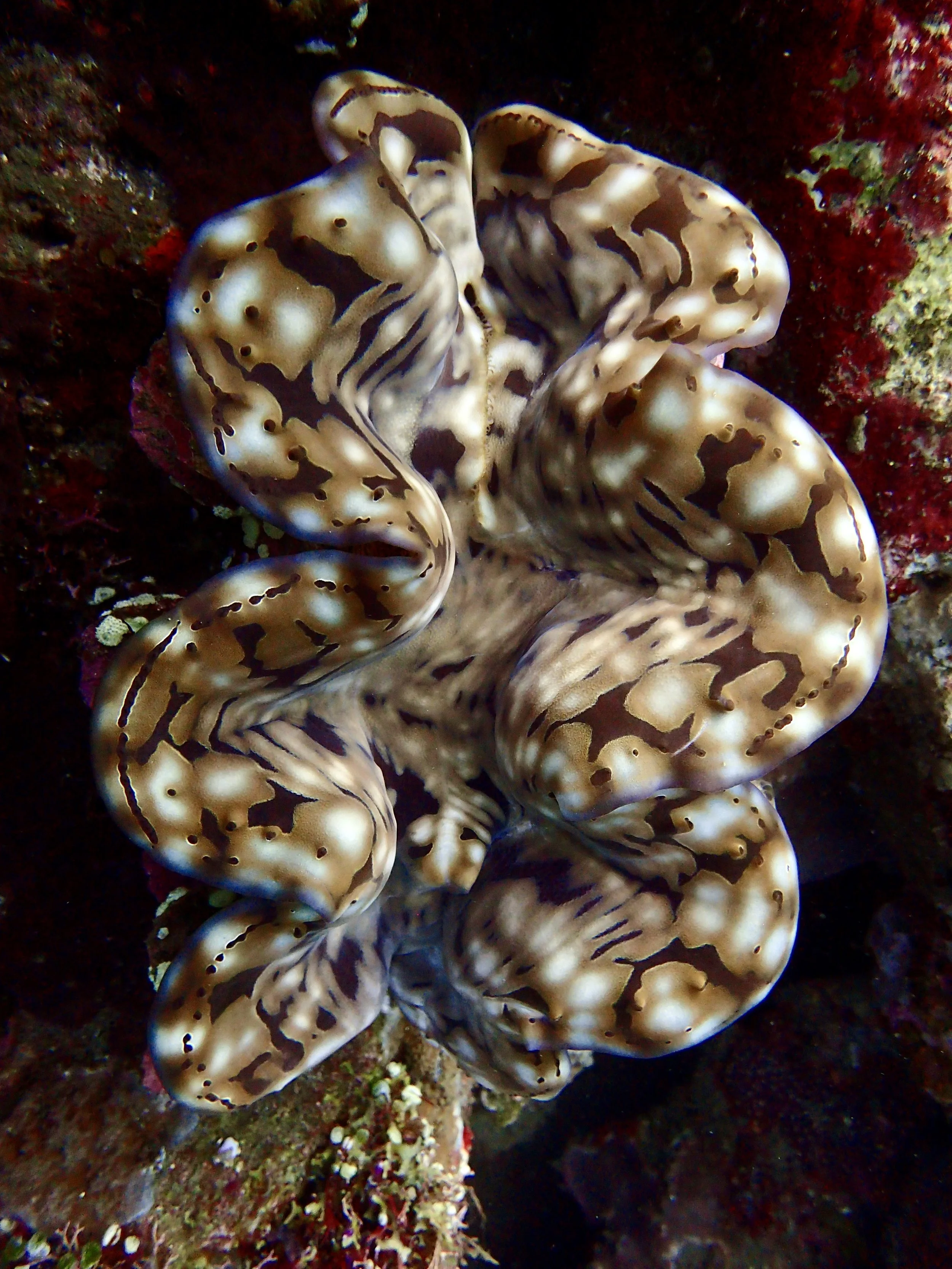 A giant clam with a patterned, beige and brown shell attached to a coral reef.