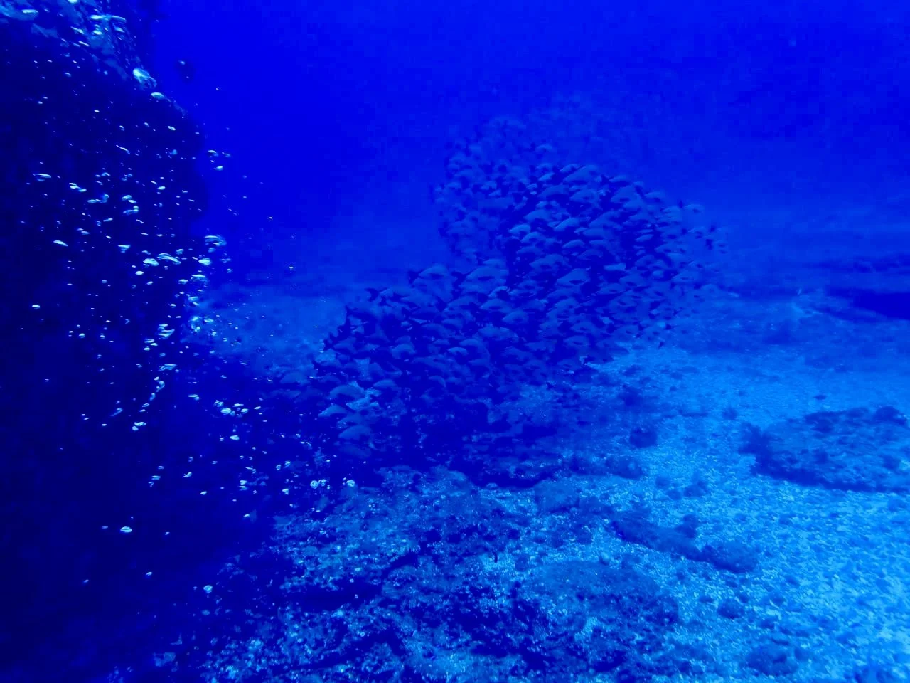 Underwater scene with a school of fish swimming in the dark blue ocean.