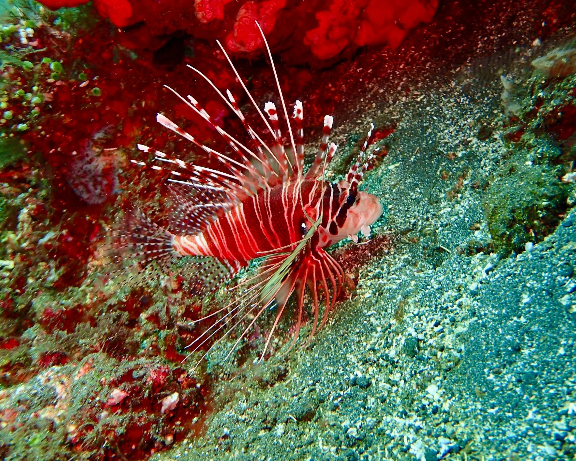 Brightly colored red lionfish near the sandy ocean floor, surrounded by coral and rocks.