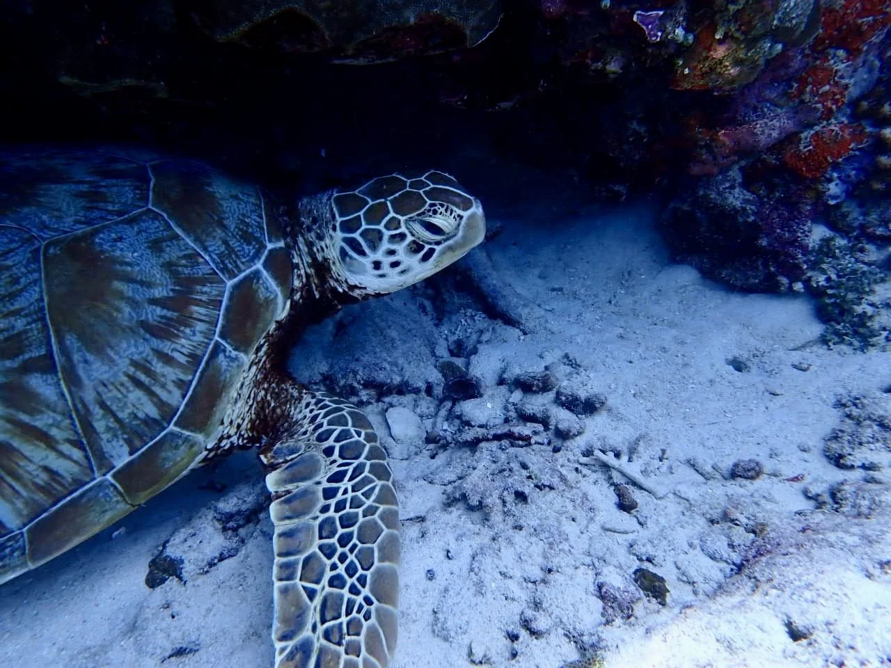 A green sea turtle resting on the ocean floor near a rock wall.